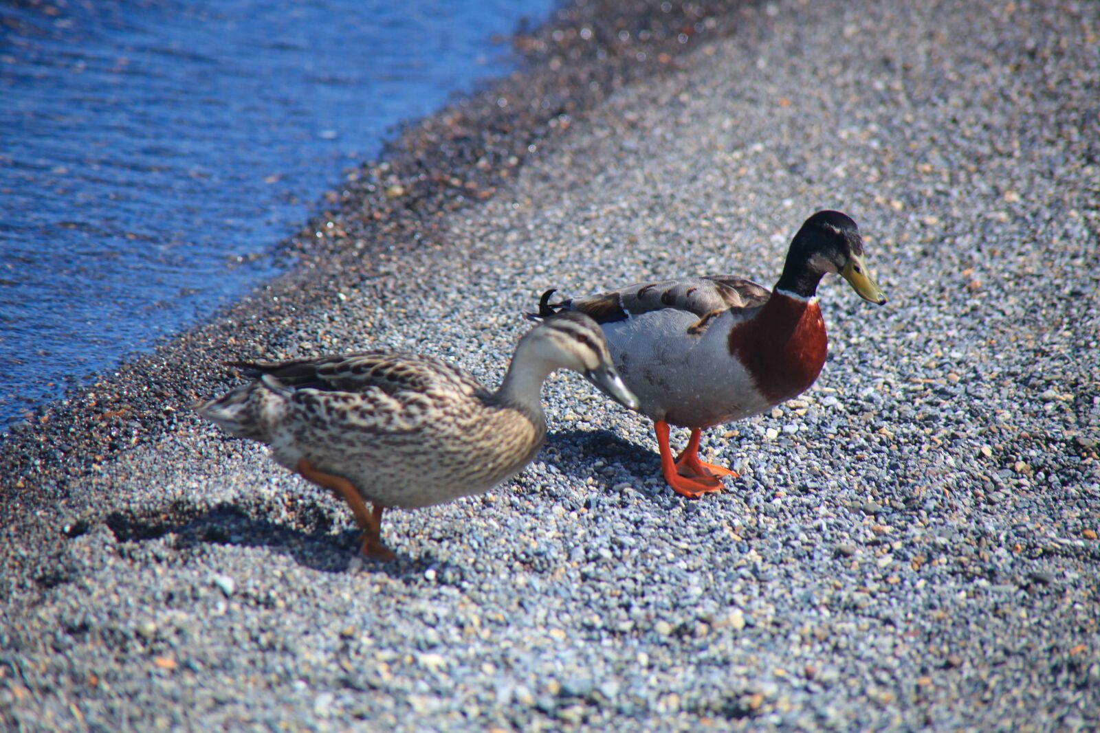 Canon EOS 5D Mark II sample photo. Mandarin, ducks, lake photography
