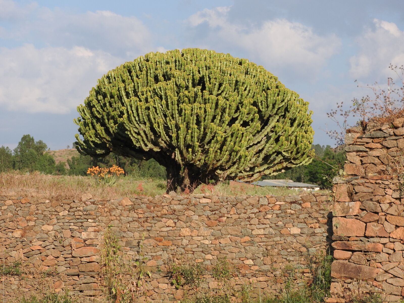 Nikon Coolpix P610 sample photo. Axum, ethiopia, spurge tree photography