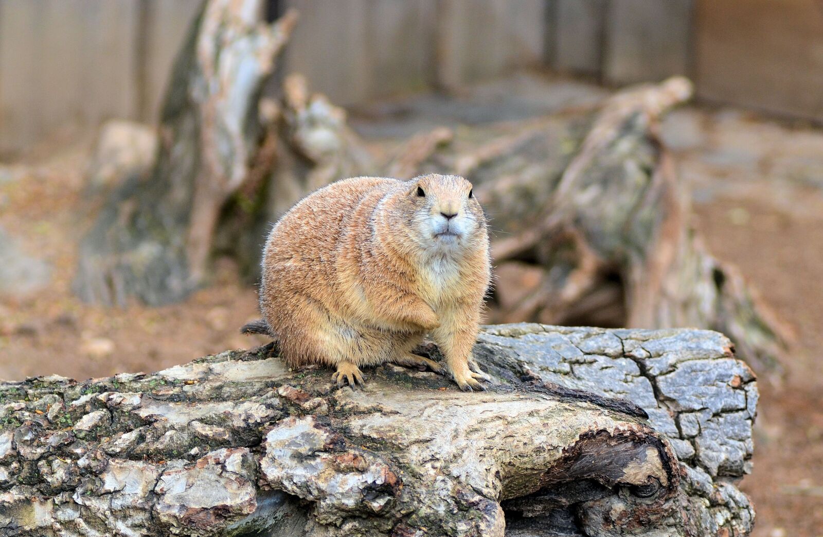 Nikon D3100 sample photo. Zoo, animals, fur animals photography