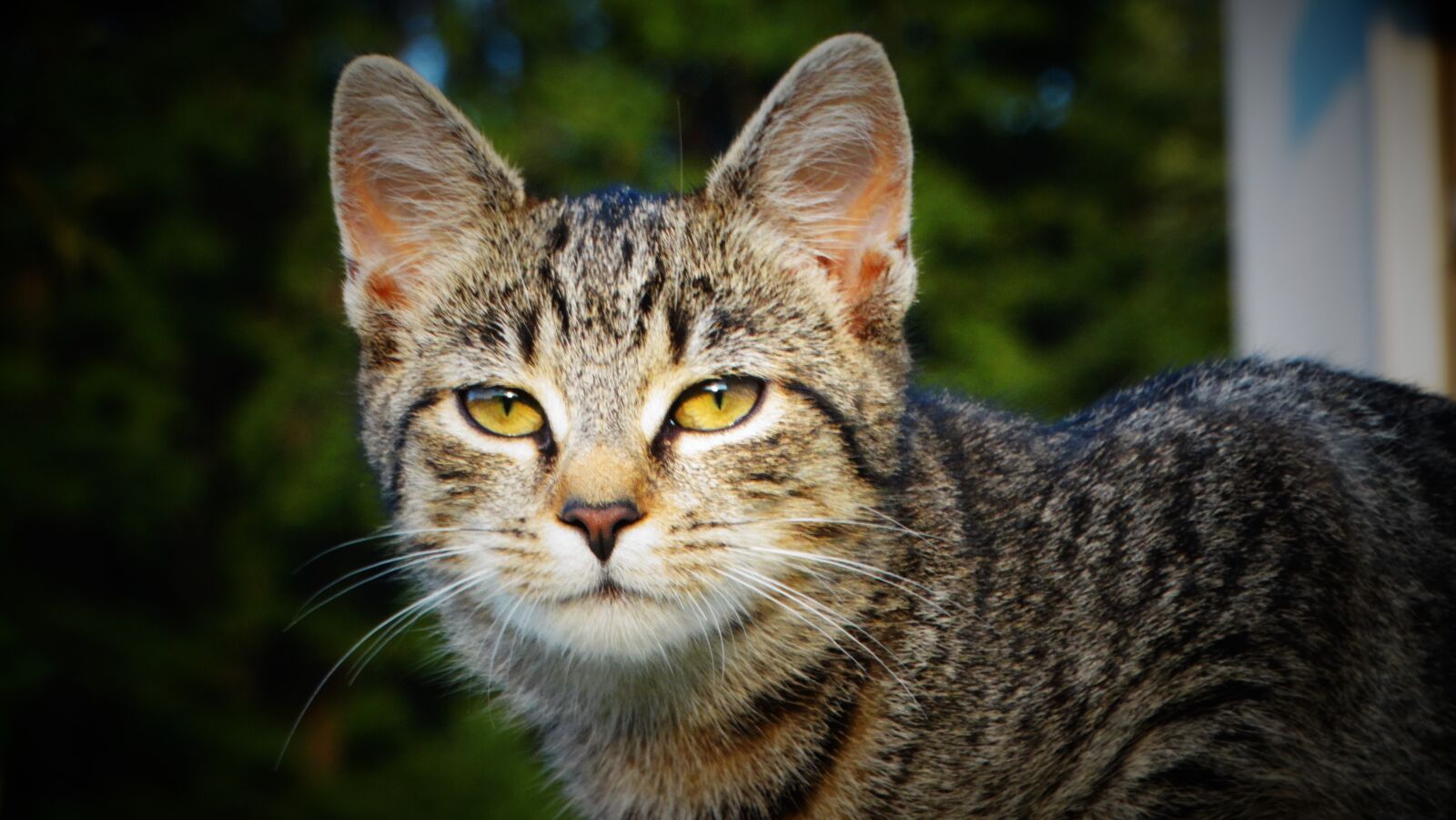 Sony Cyber-shot DSC-HX300 sample photo. Cat, kitty, kitten photography