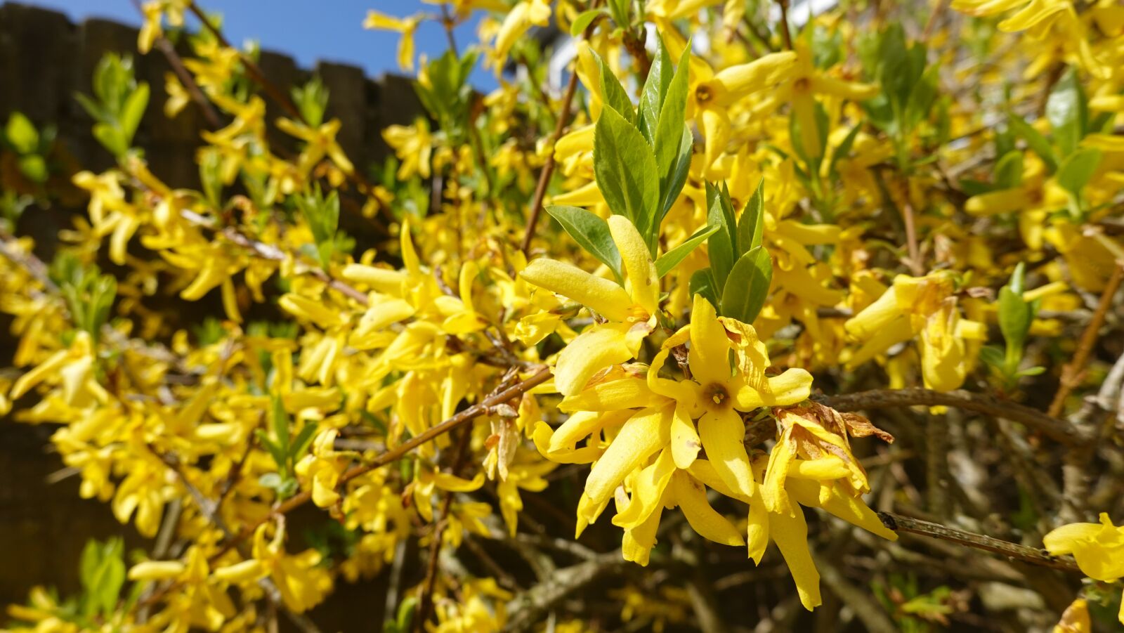 Sony Cyber-shot DSC-RX100 VI sample photo. Forsythia, yellow, garden photography