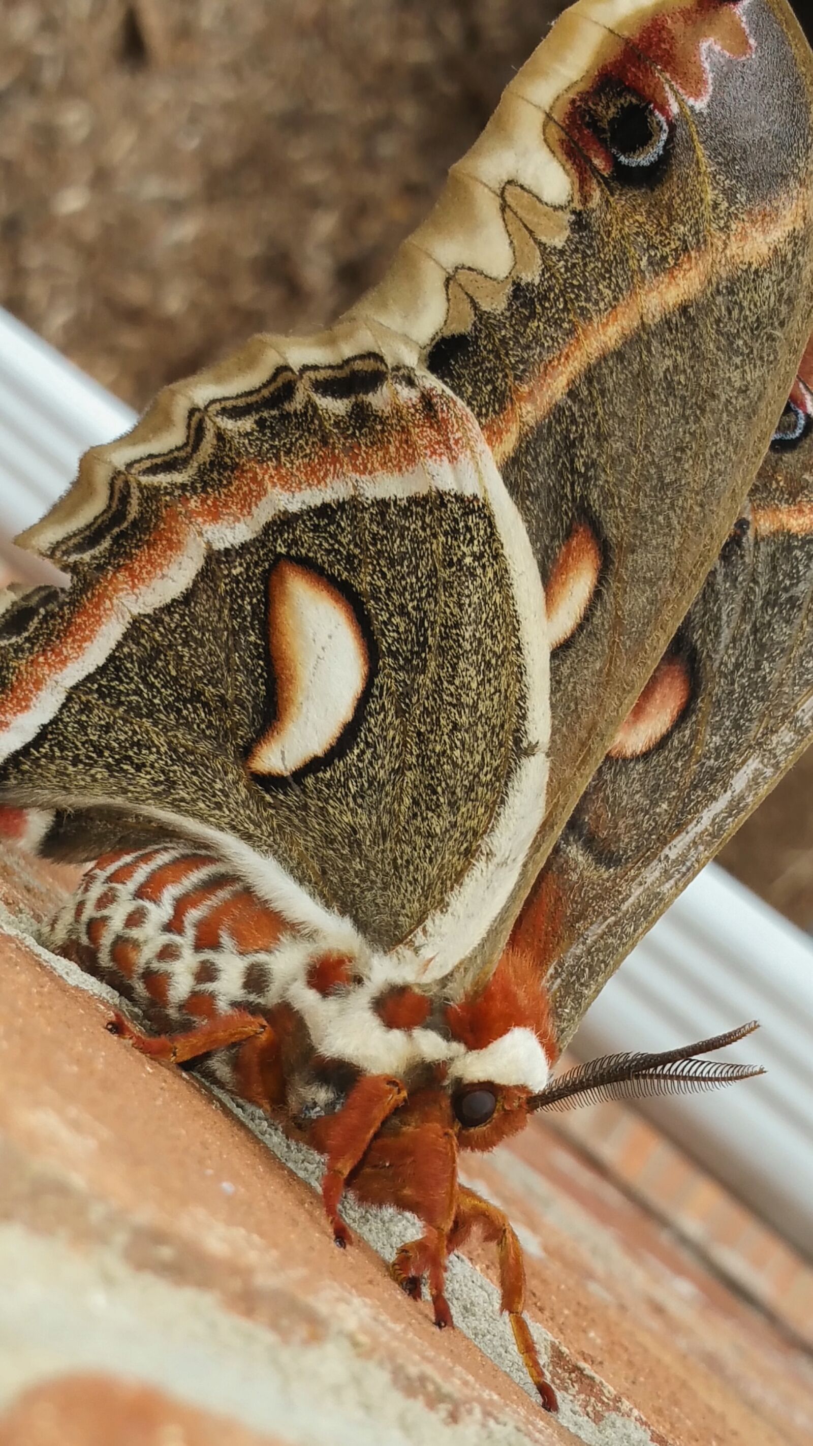 Samsung Galaxy Note4 sample photo. Moth, nature, insect photography