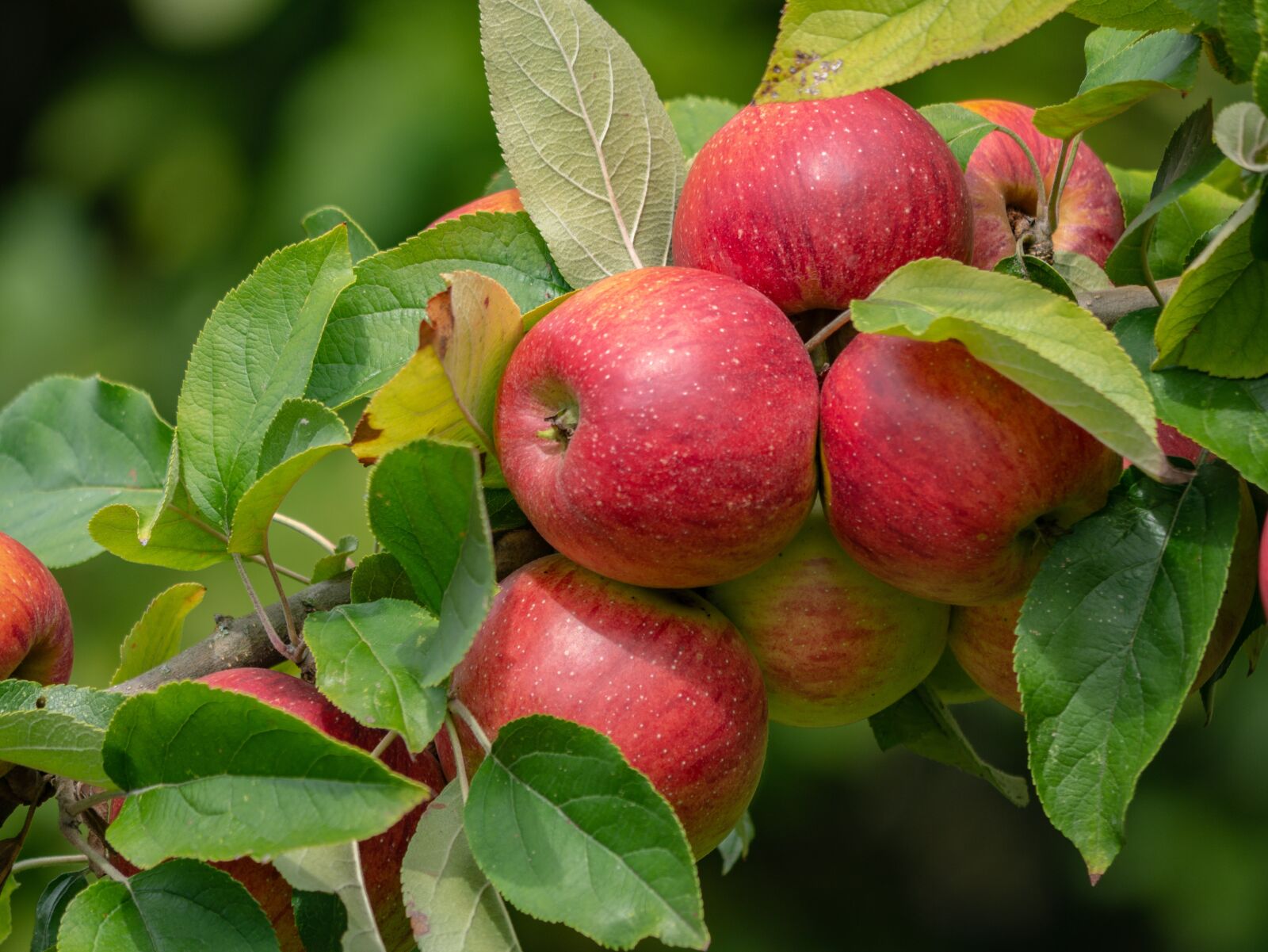 LUMIX G VARIO 100-300/F4.0-5.6II sample photo. Apple, apple tree, ripe photography