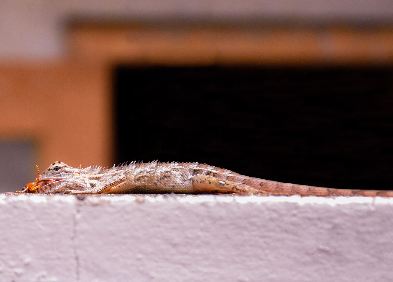 Nikon D7200 sample photo. Lizard, cockroach, nature photography
