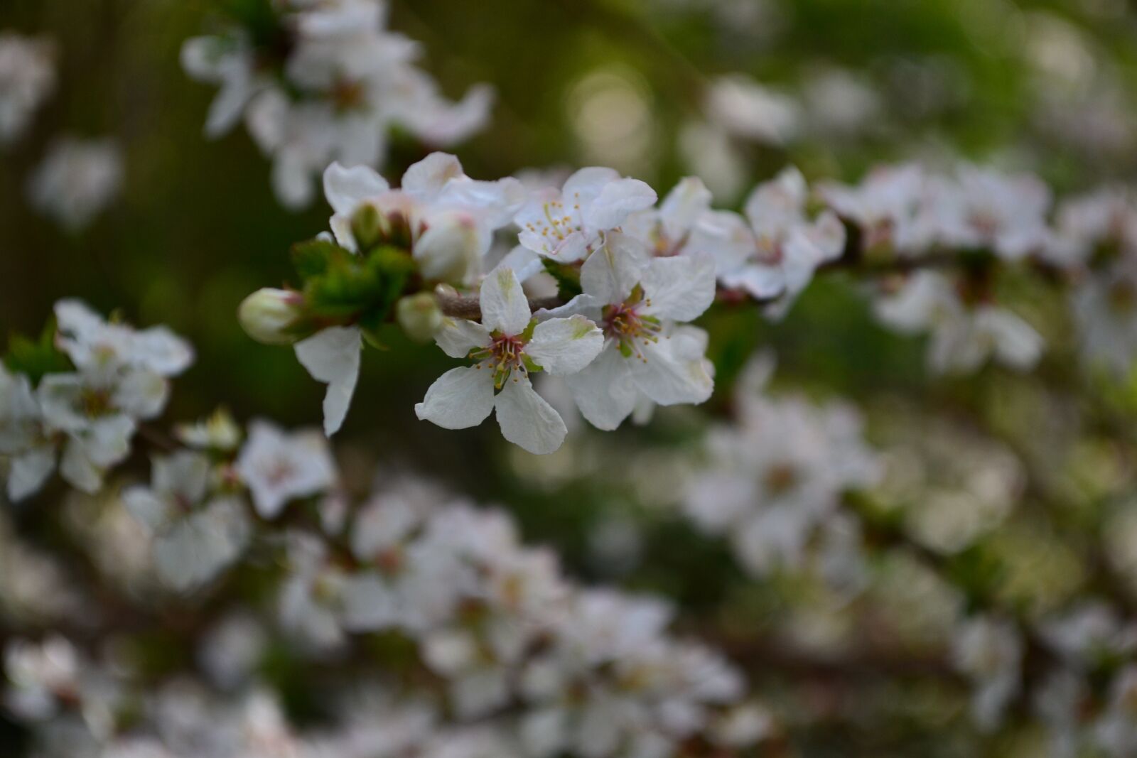 Nikon D3100 sample photo. Plants, flowers, nature photography