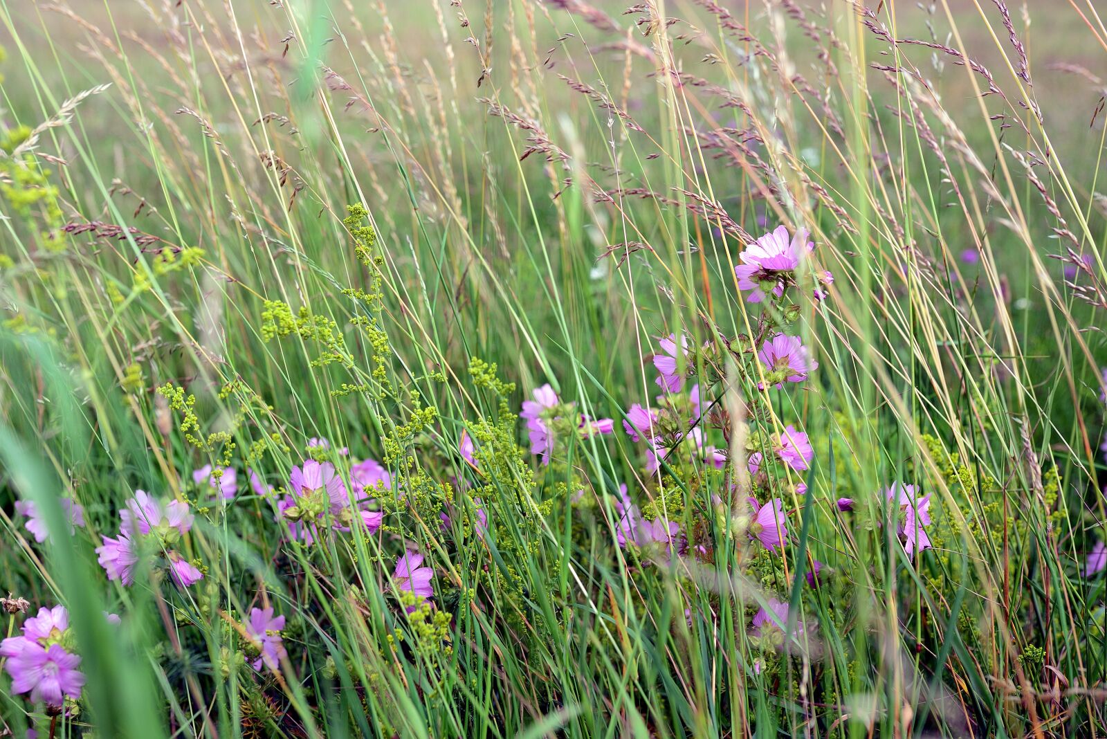 Nikon D610 sample photo. Musk mallow, roses-mallow, siegmarswurz photography