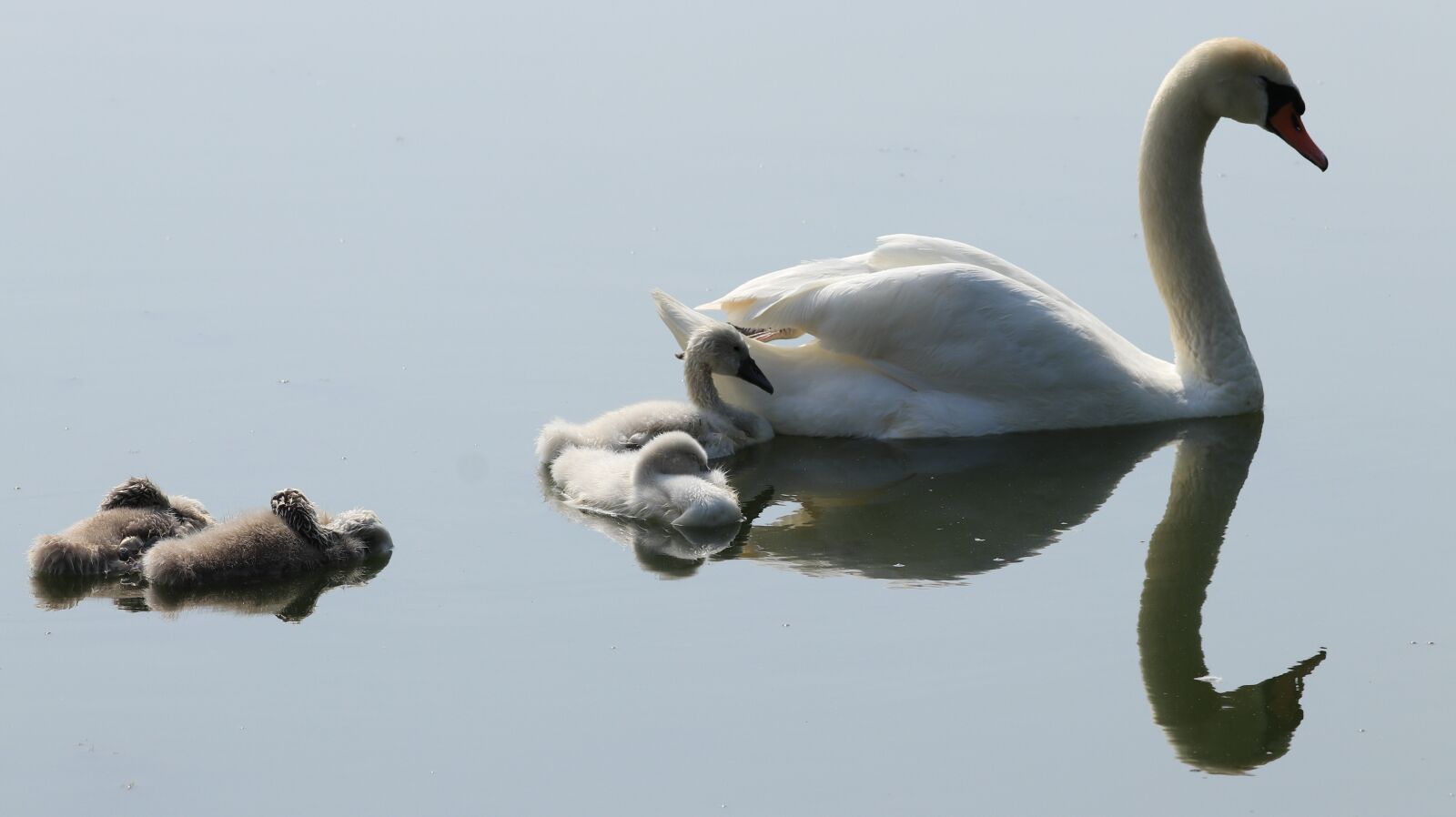 150-600mm F5-6.3 DG OS HSM | Contemporary 015 sample photo. Swan, boy, young photography