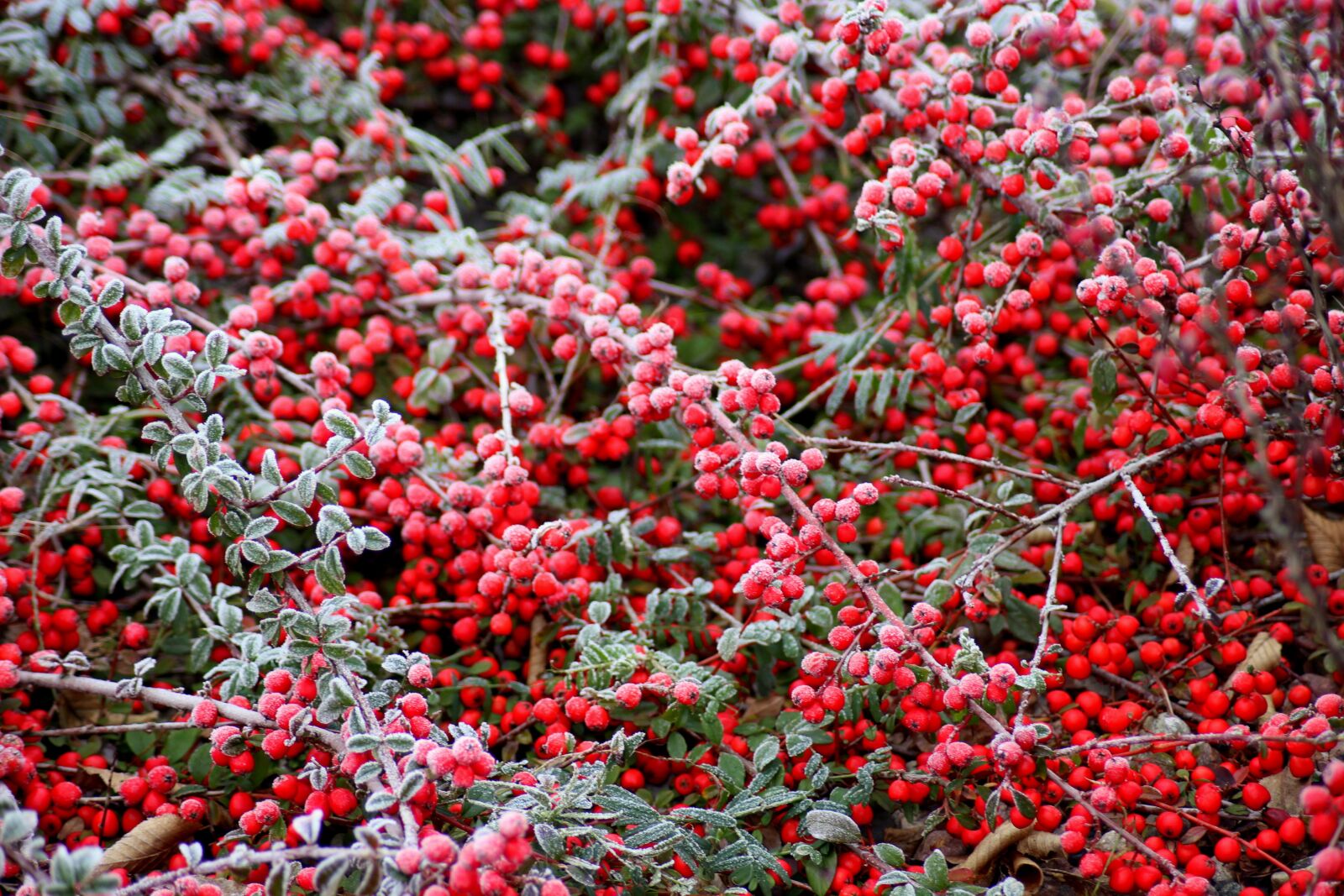 Canon EOS 1200D (EOS Rebel T5 / EOS Kiss X70 / EOS Hi) sample photo. Cotoneaster, bush, winter photography