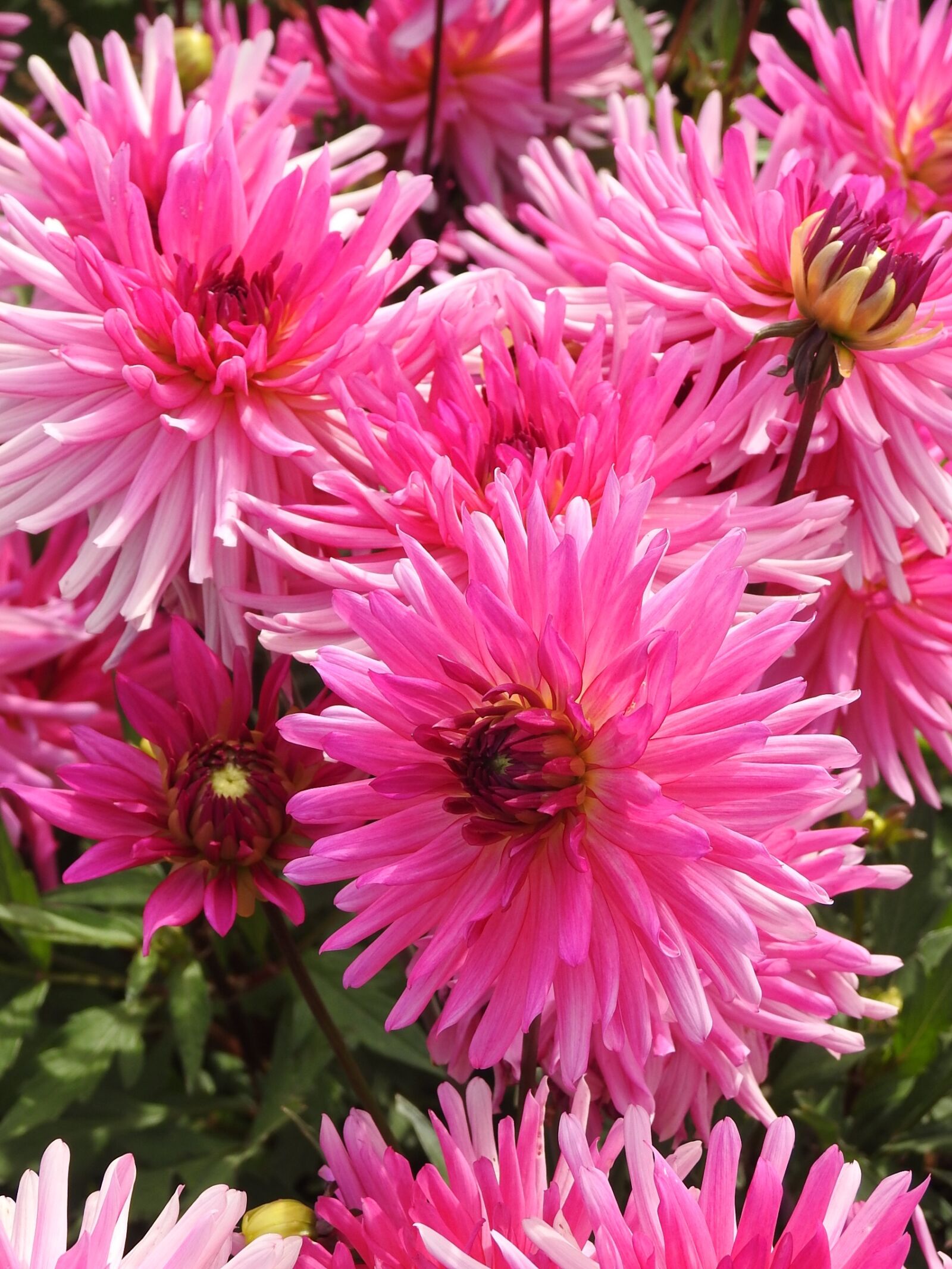 Nikon Coolpix P900 sample photo. Flowers, summer, summer flowers photography