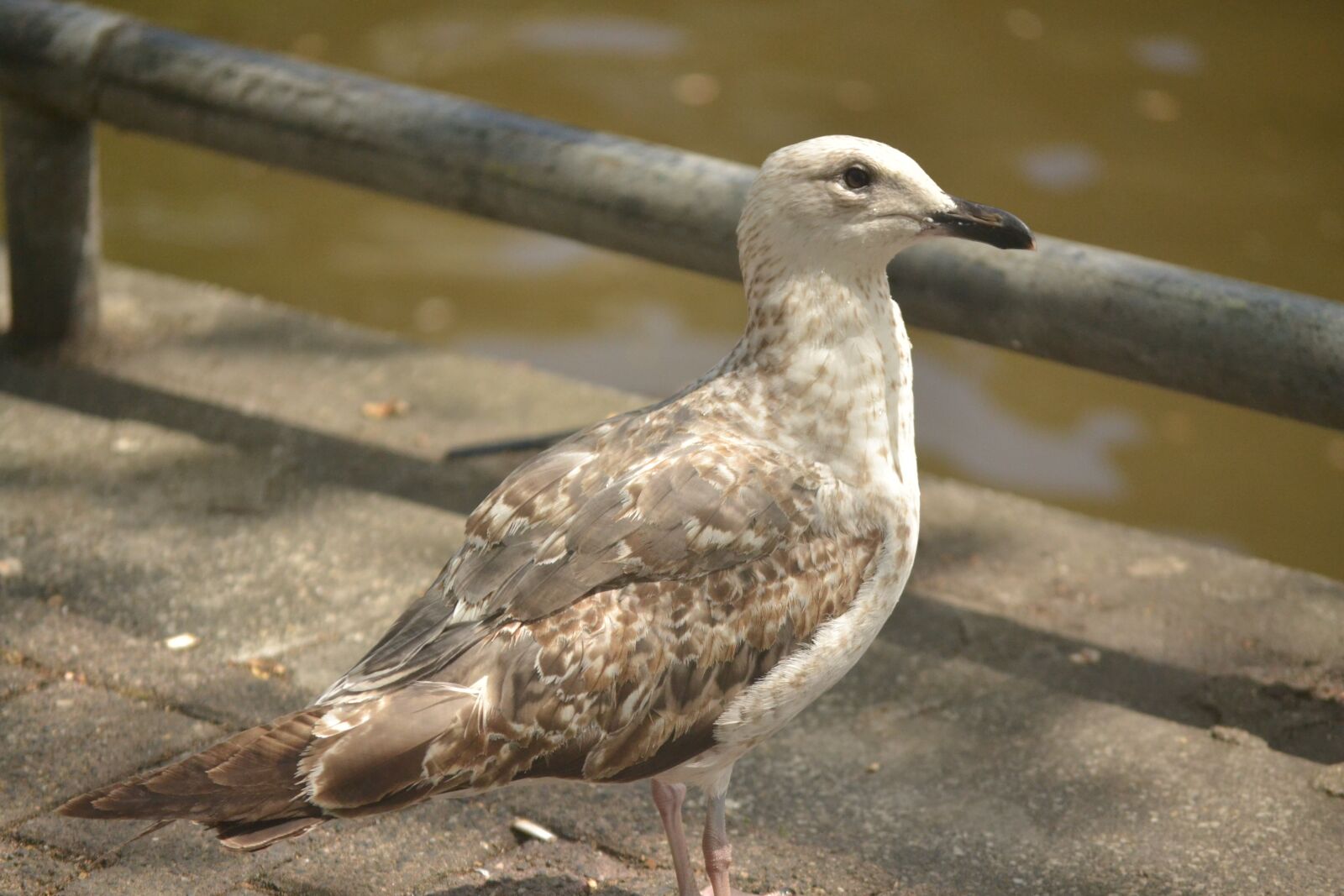 Nikon D3100 sample photo. Ave, amsterdam, channel photography