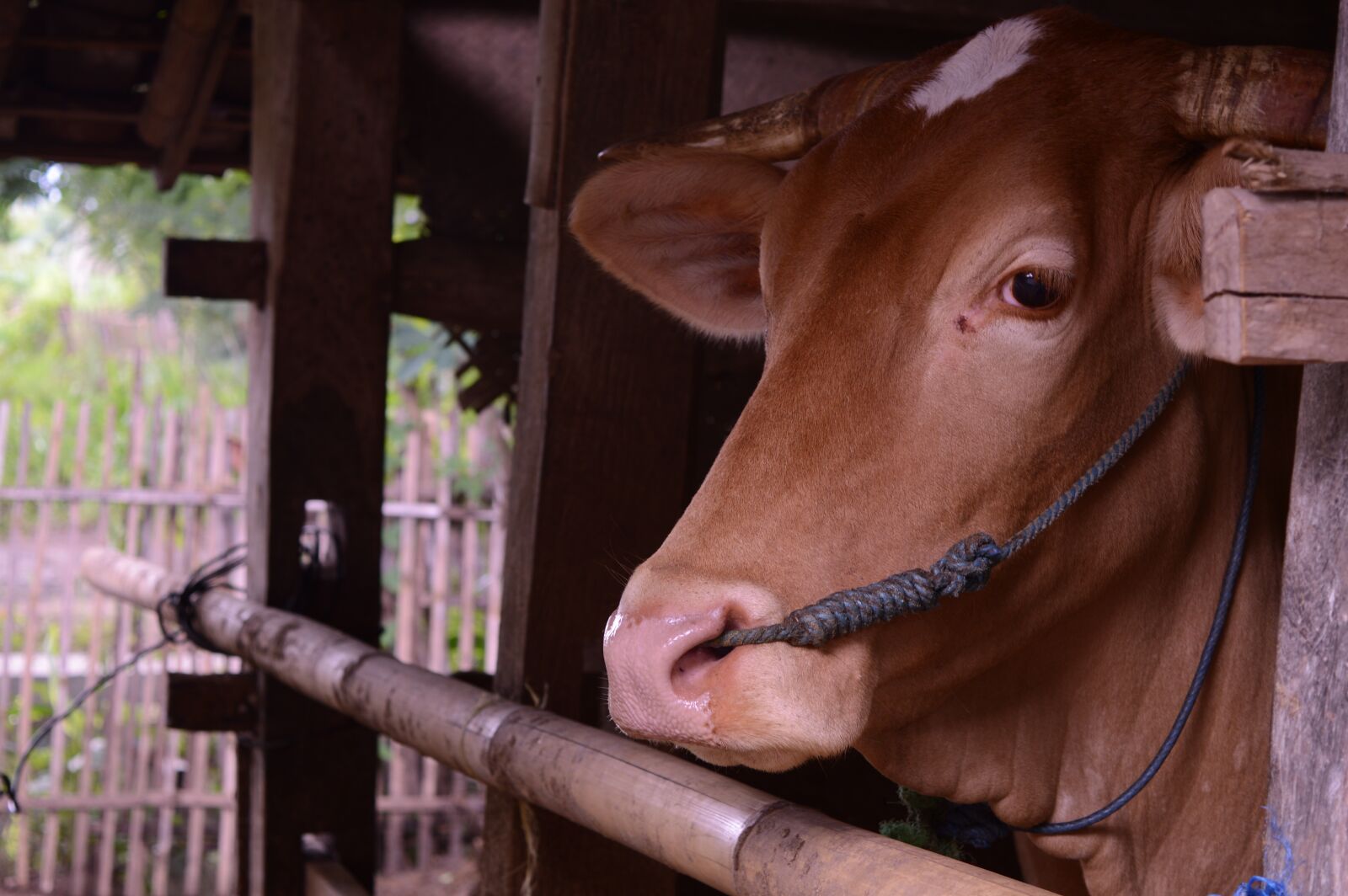 Nikon D3200 sample photo. Portrait, nature, farm photography