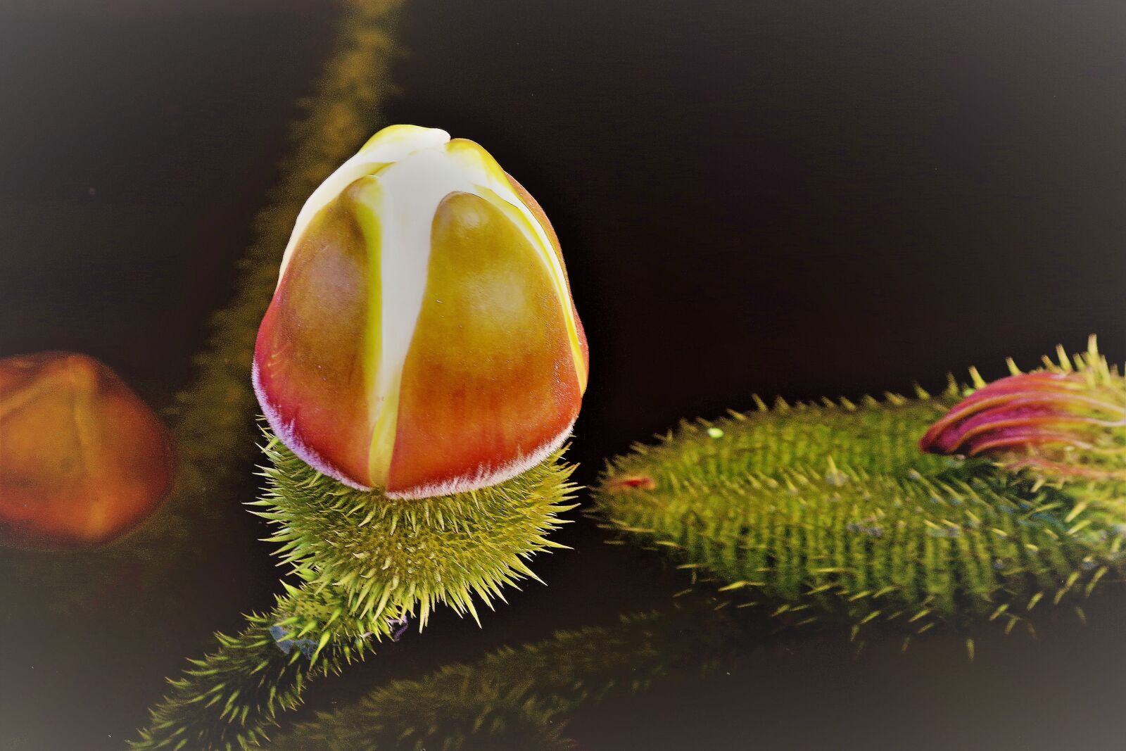 Pentax K-S2 sample photo. Lily bud, blossom, bloom photography