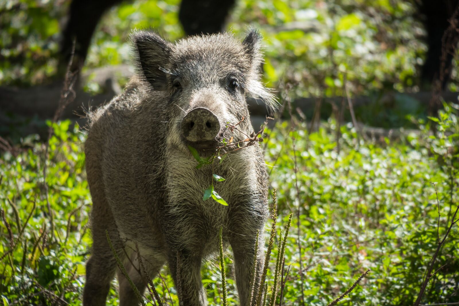 Canon PowerShot G3 X sample photo. Boar, pig, wild photography