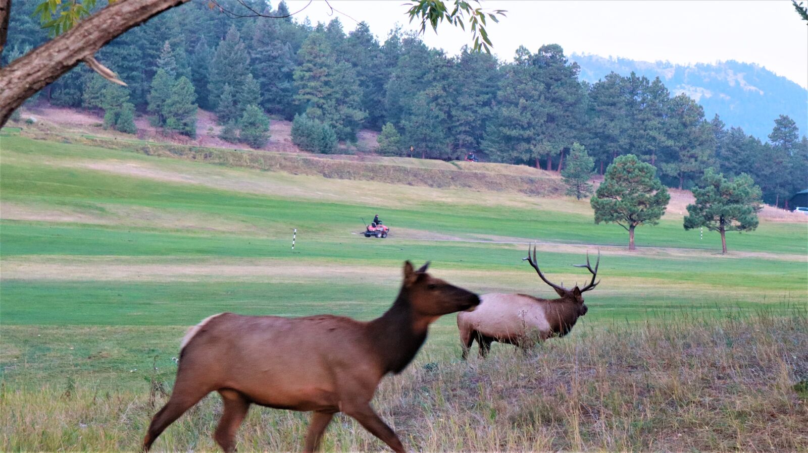Canon EF-M 15-45mm F3.5-6.3 IS STM sample photo. Elk, wildlife, stag photography