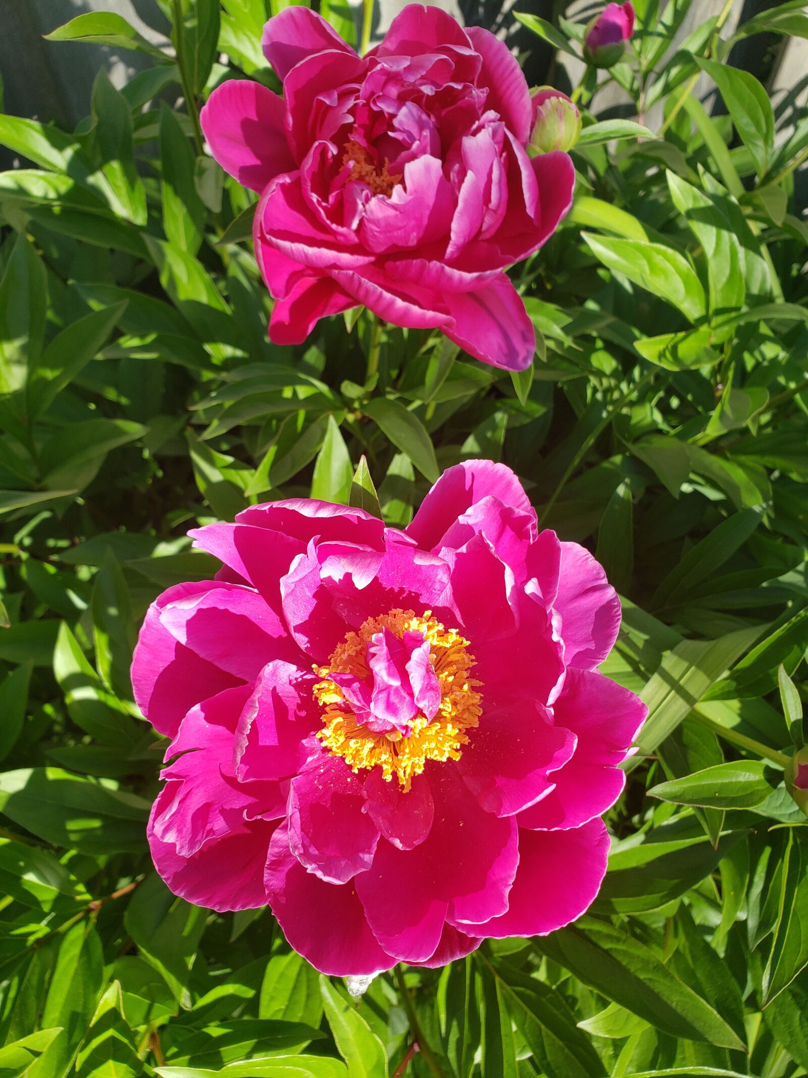 Samsung Galaxy S9 sample photo. Flowers, pretty, spring photography