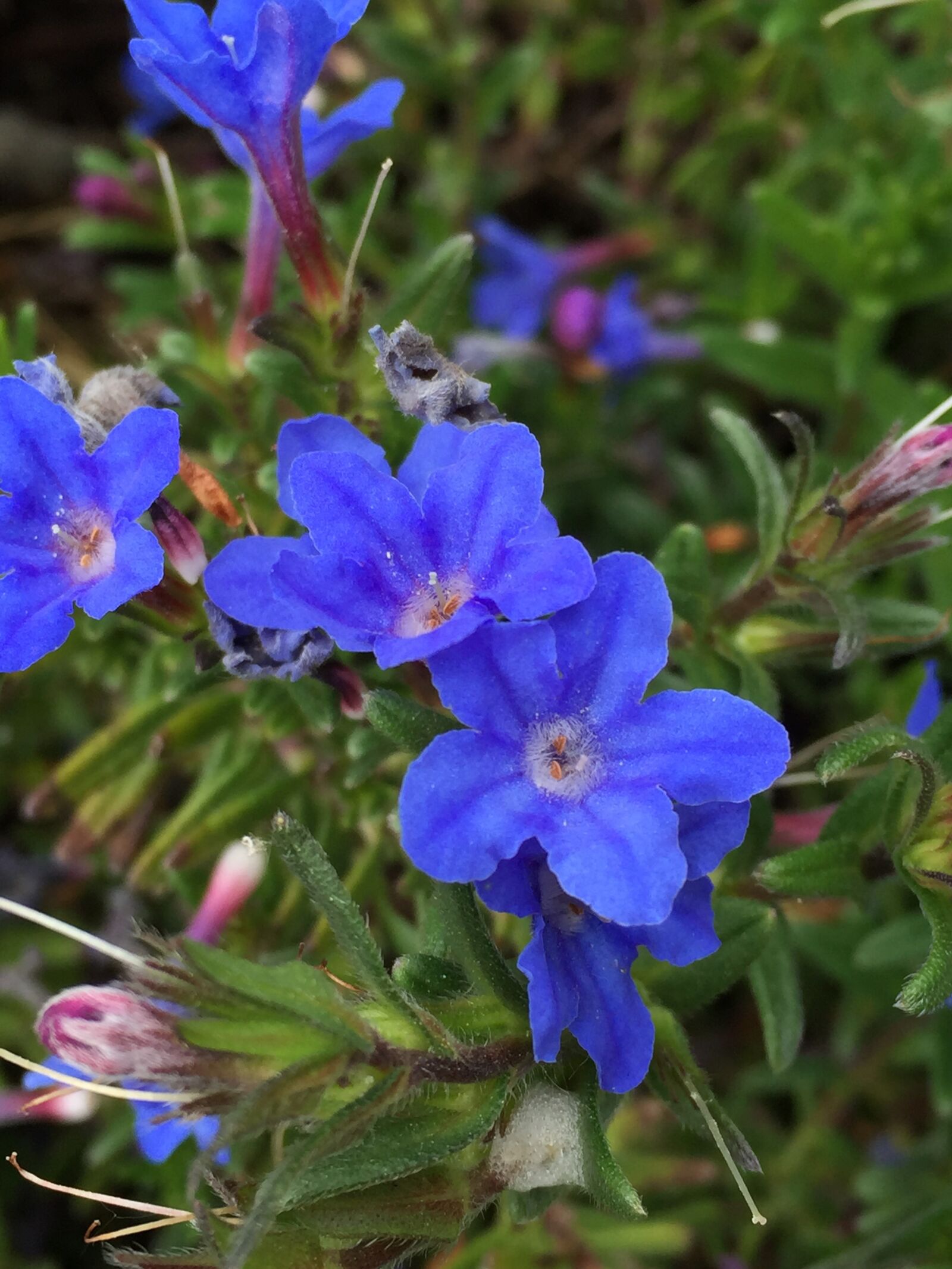 Apple iPhone 6 sample photo. Blue, flowers, garden photography