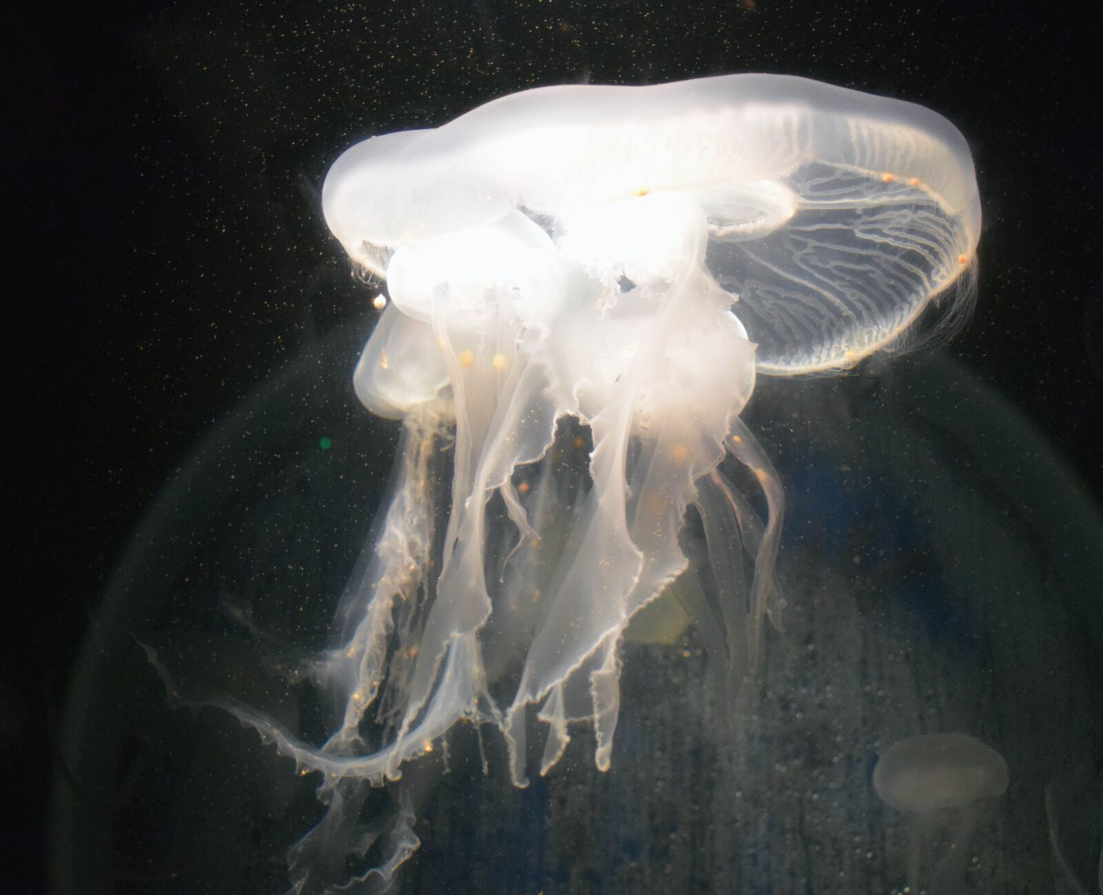 Nikon D3300 sample photo. Qallen, aquatic animals, nettles photography