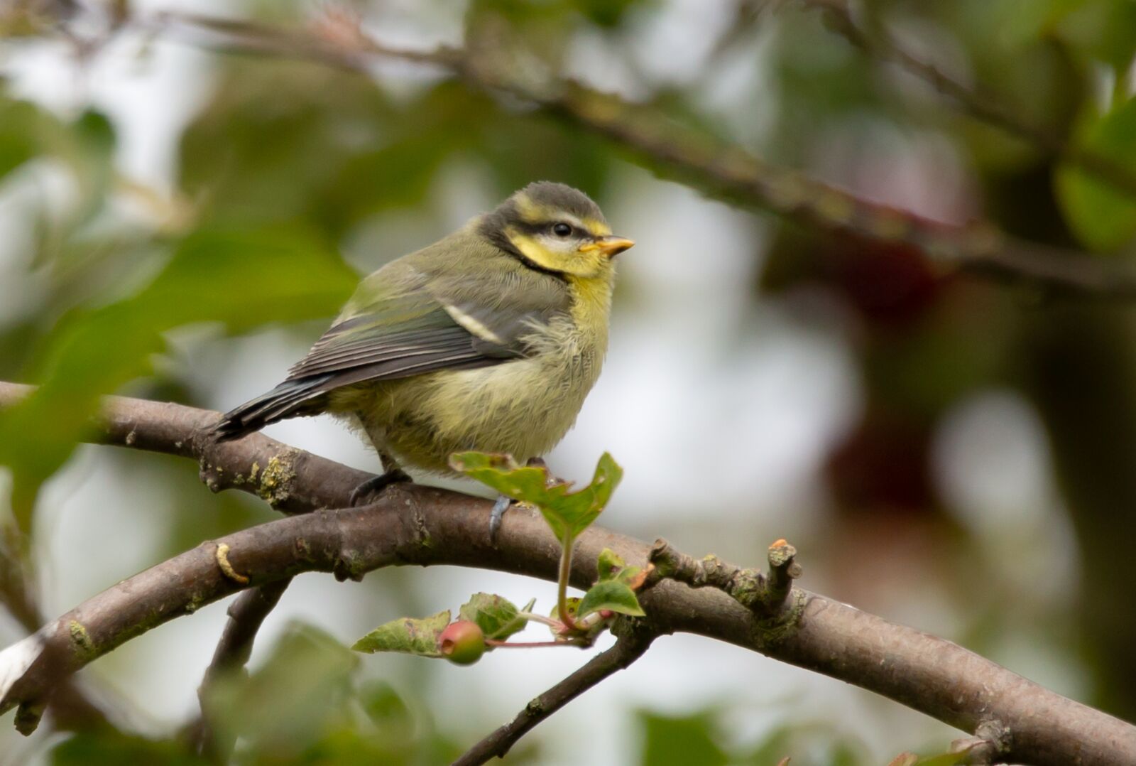 Canon EOS 5D Mark III + 150-600mm F5-6.3 DG OS HSM | Contemporary 015 sample photo. Fledgling blue tit, baby photography