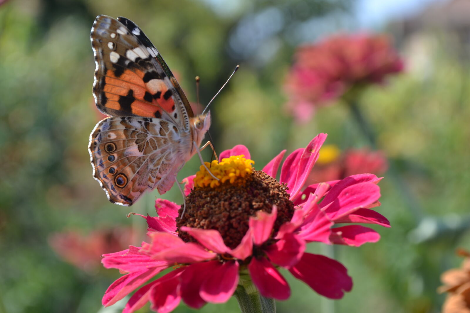 Nikon D3100 sample photo