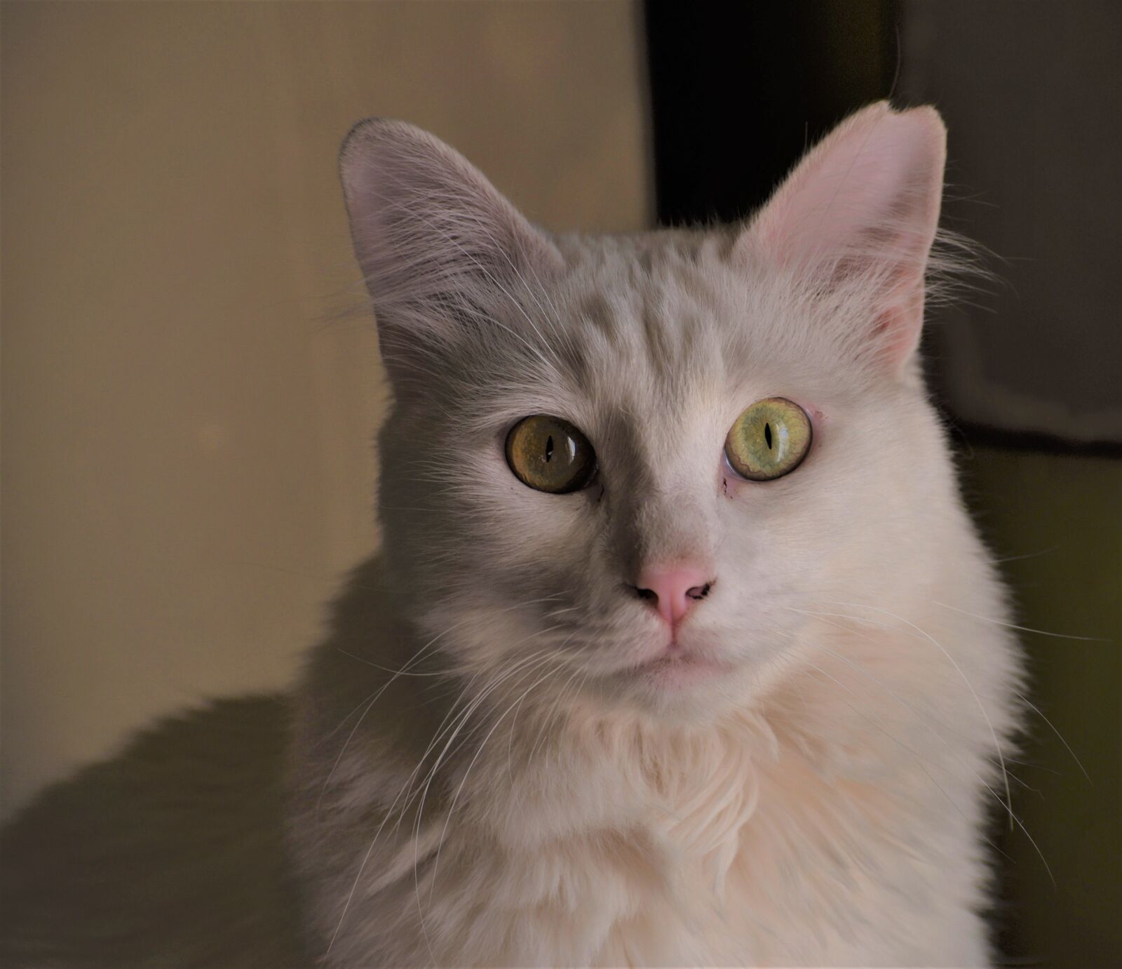 Nikon D5600 sample photo