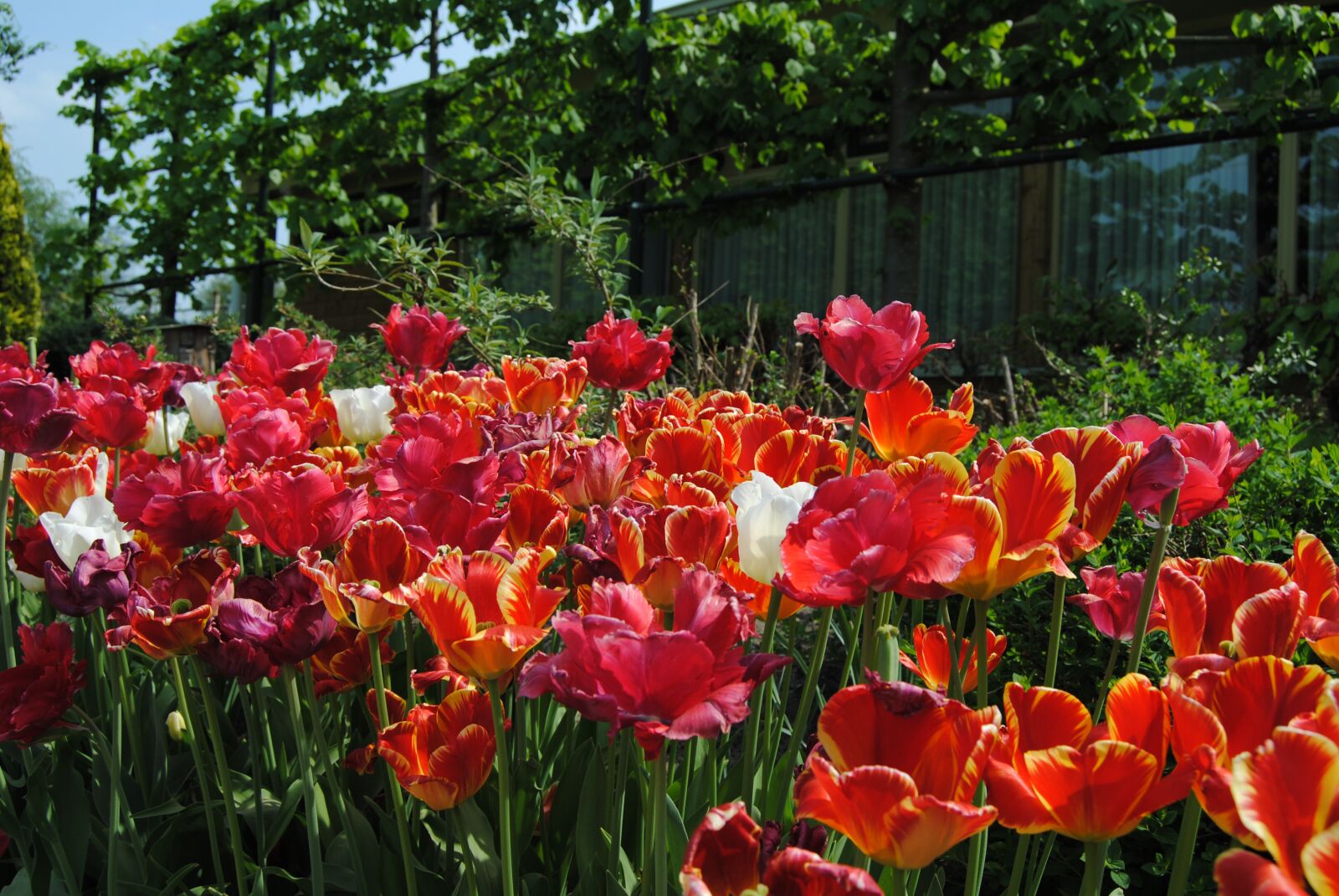 Nikon D3000 sample photo. Flowers, red, tulips photography