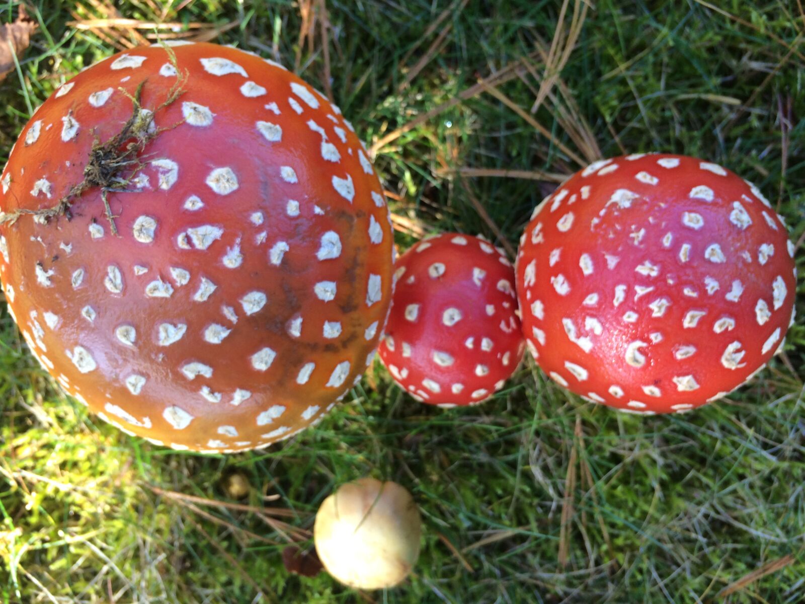 Apple iPhone 5s sample photo. Red, white, mushroom photography
