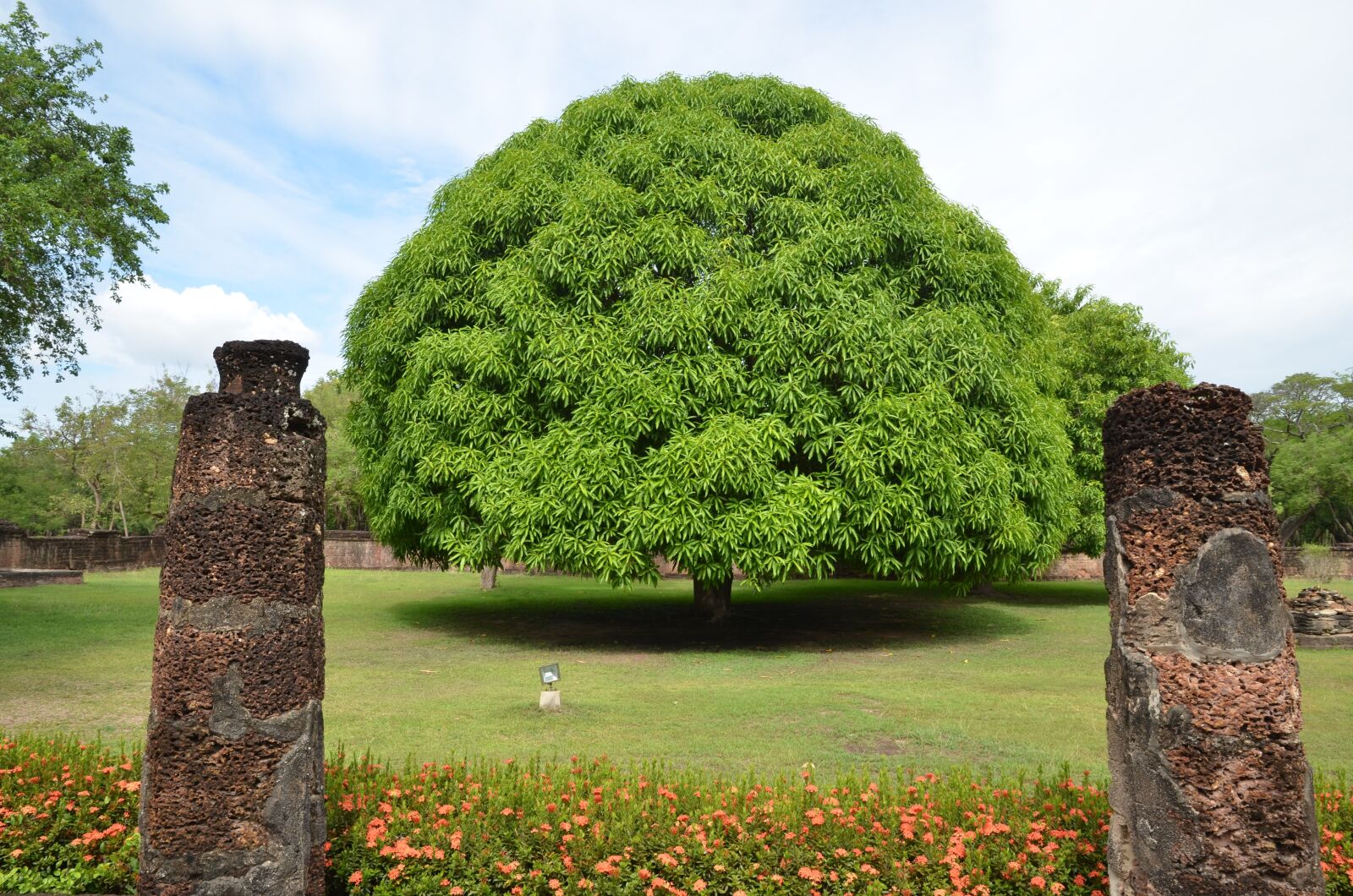 Nikon D7000 sample photo. Mango tree, tree, thailand photography