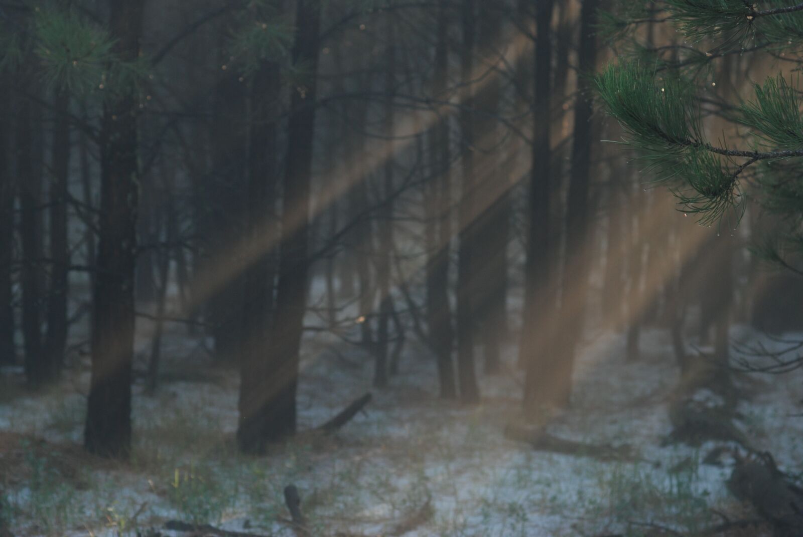 Nikon D80 sample photo. Light, rays, sunlight photography