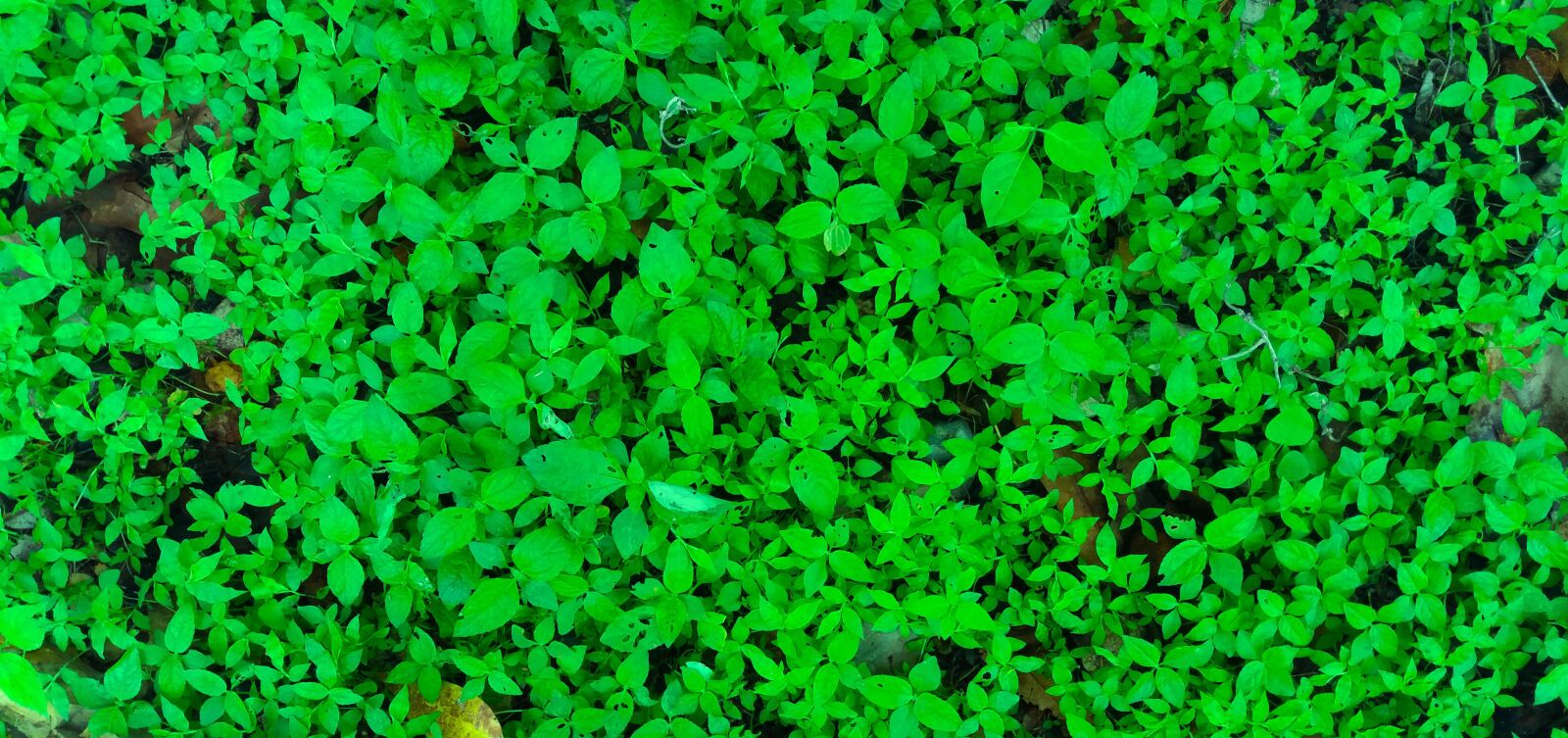 Samsung Galaxy J5 sample photo. Leaves, green, green leaves photography