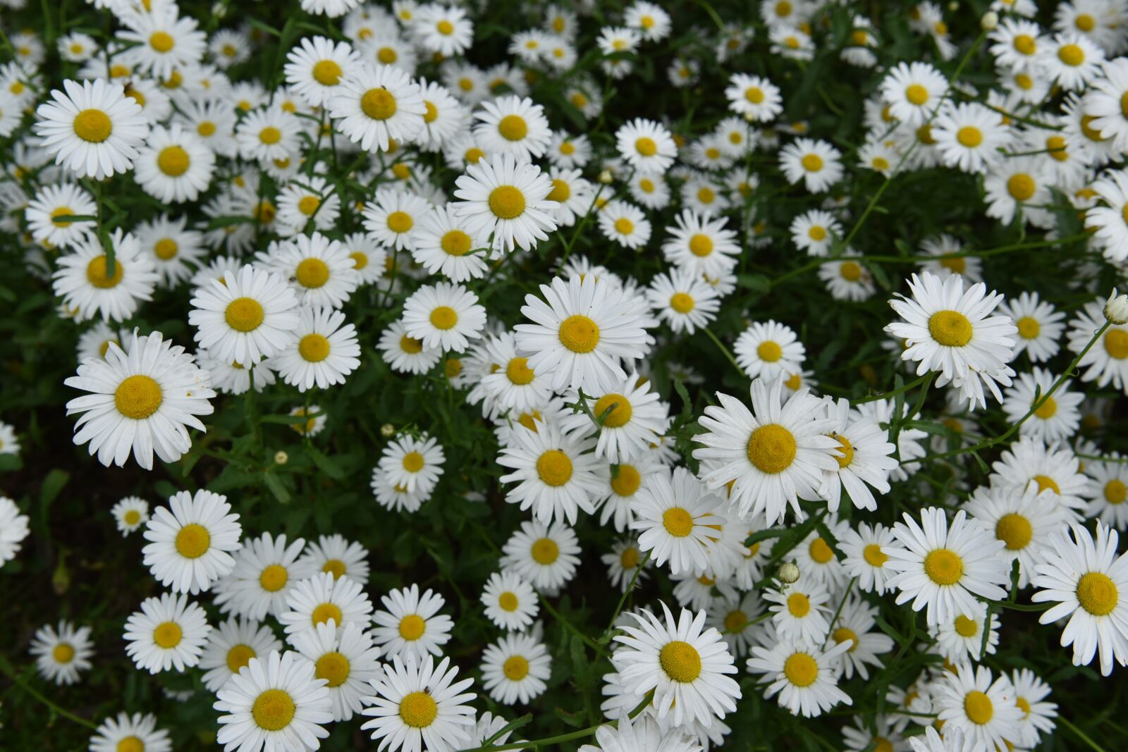 Nikon D750 sample photo. Flowers, summer, healing photography