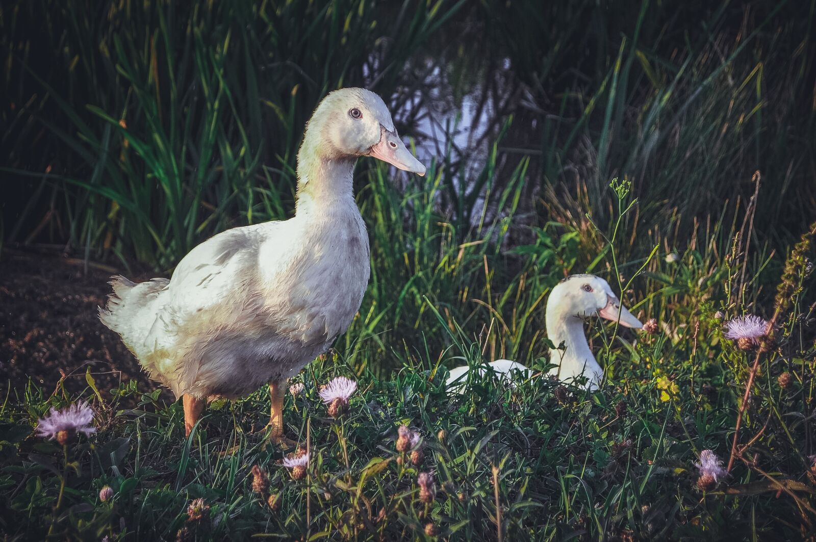 Nikon D90 sample photo. Nature, bird, grass photography