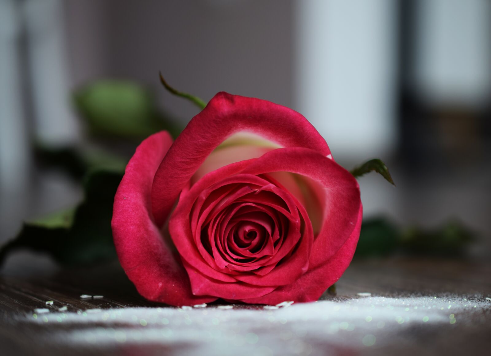 Nikon D5300 sample photo. Rose, flower, beautiful flower photography