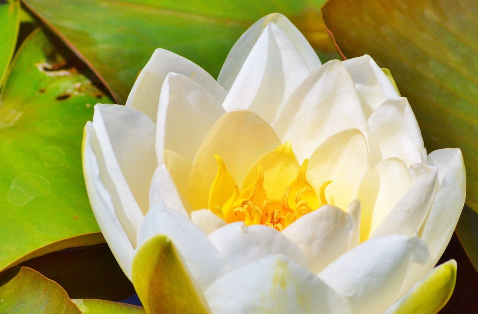 Nikon D3200 sample photo. Water lily, rose, flower photography