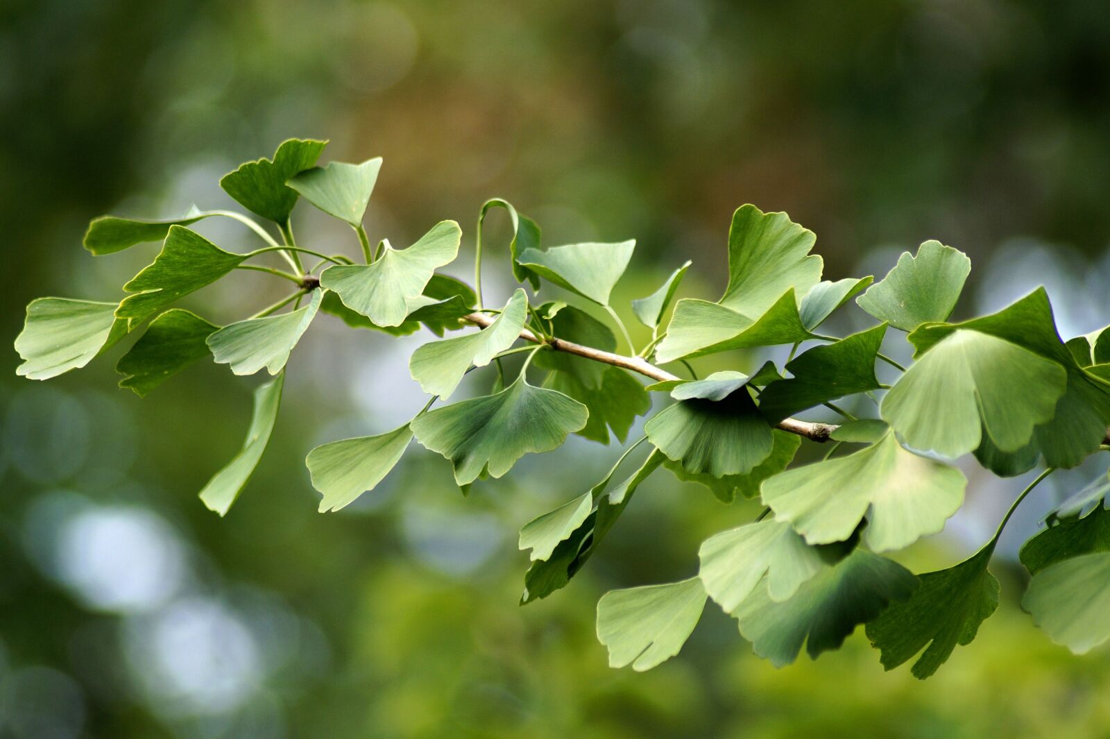 Sony SLT-A58 sample photo. Ginkgo, gingko, biloba photography