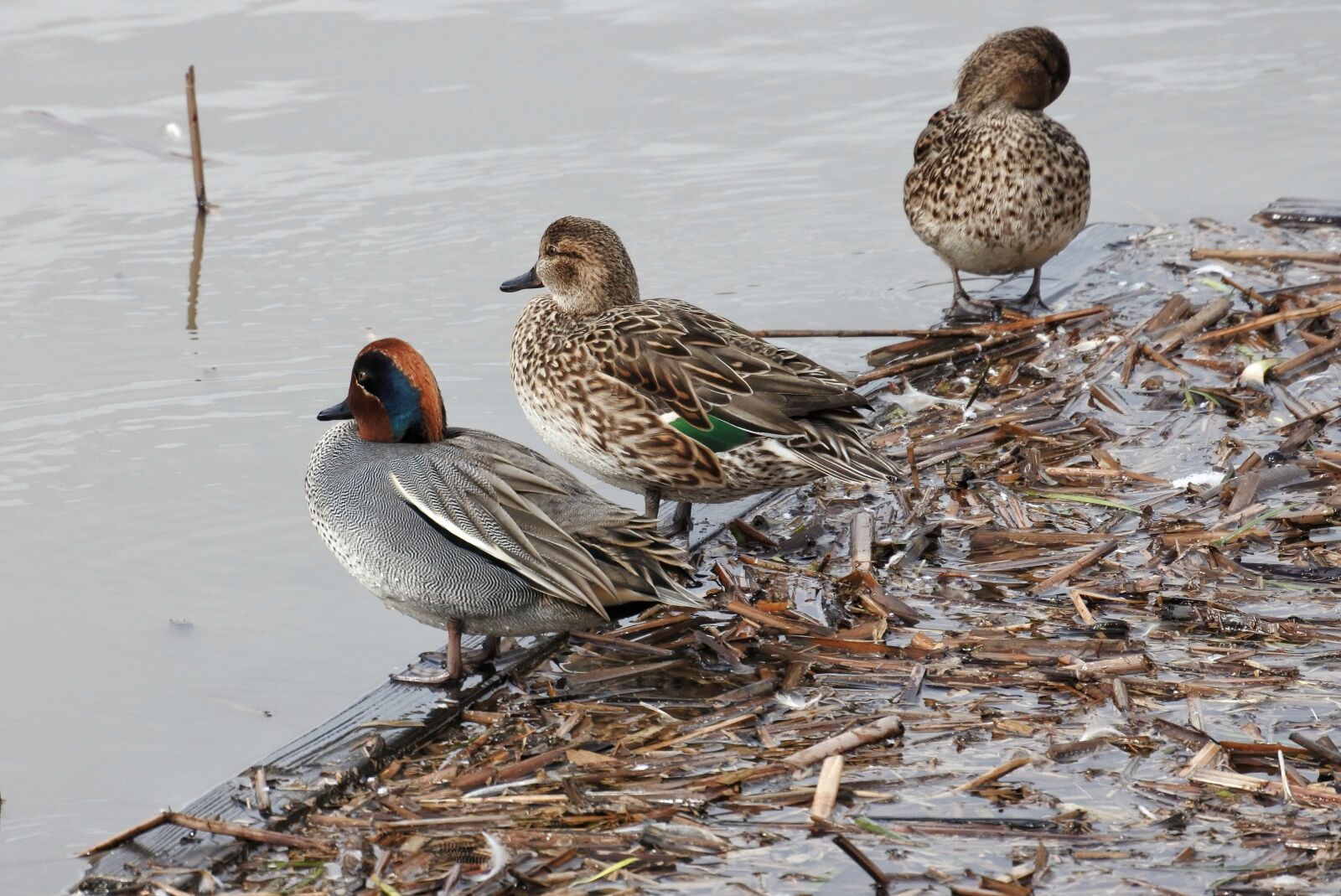 Nikon 1 Nikkor VR 30-110mm F3.8-5.6 sample photo. Animal, duck, waterfowl photography
