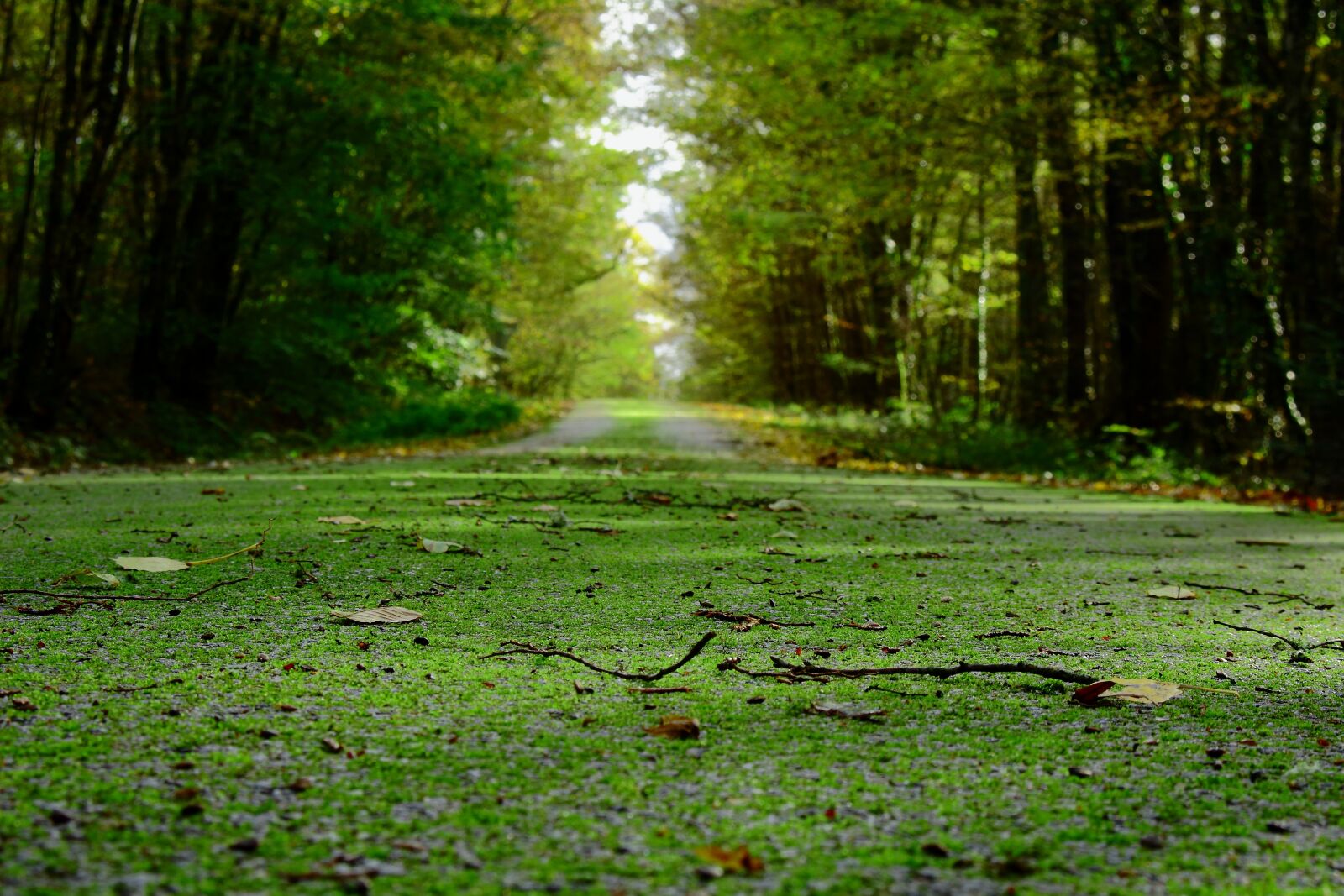 Canon EOS 100D (EOS Rebel SL1 / EOS Kiss X7) sample photo. Road, foam, fall photography