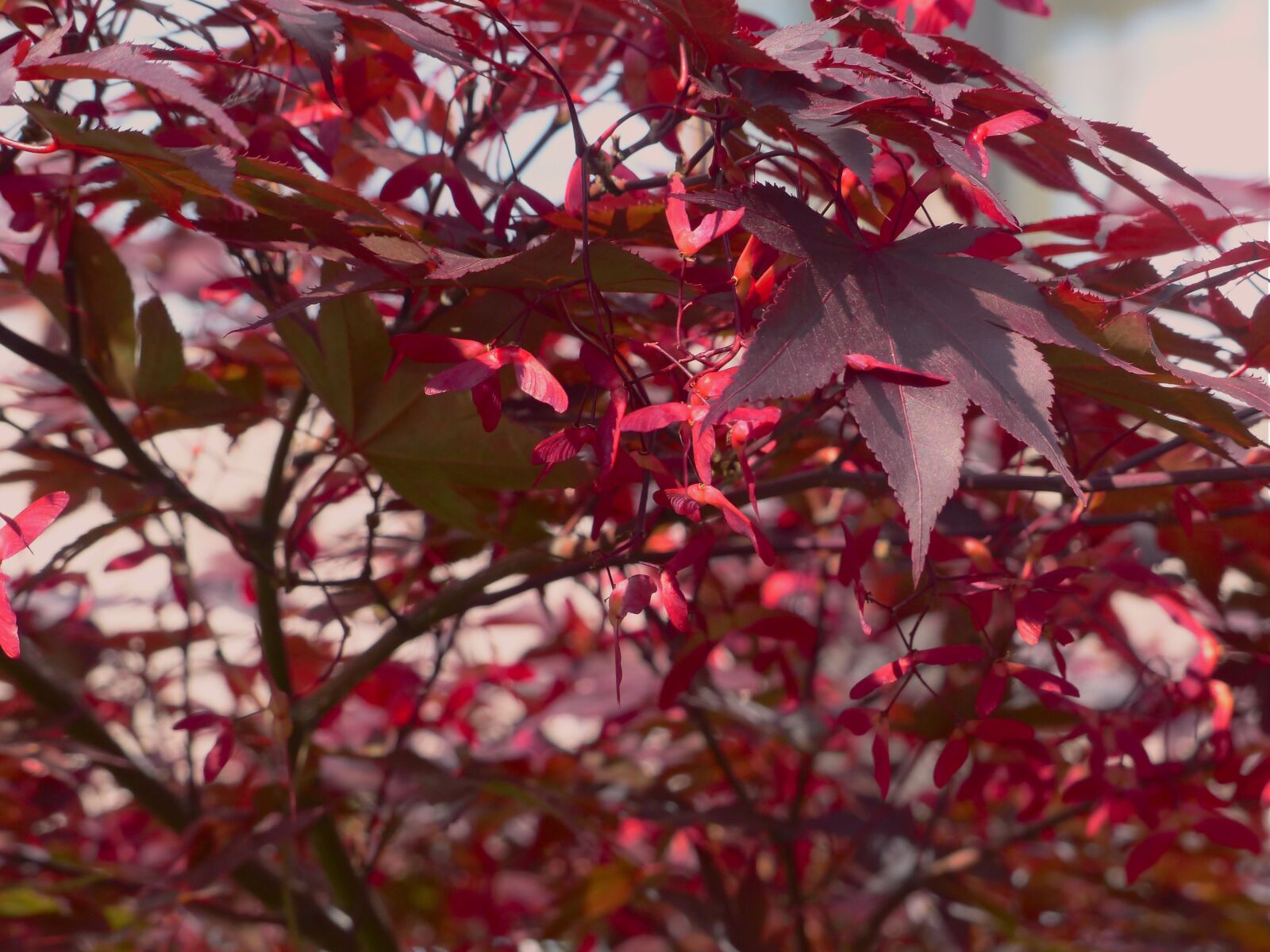 Panasonic Lumix DMC-FZ200 sample photo. Japanese maple, plant, red photography