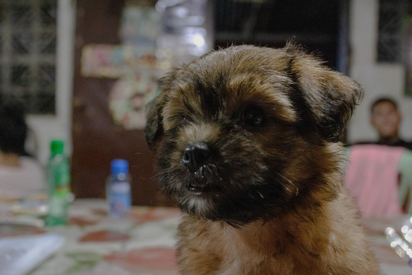 Canon EOS 2000D (EOS Rebel T7 / EOS Kiss X90 / EOS 1500D) sample photo. Shih tzu, puppy, shih photography