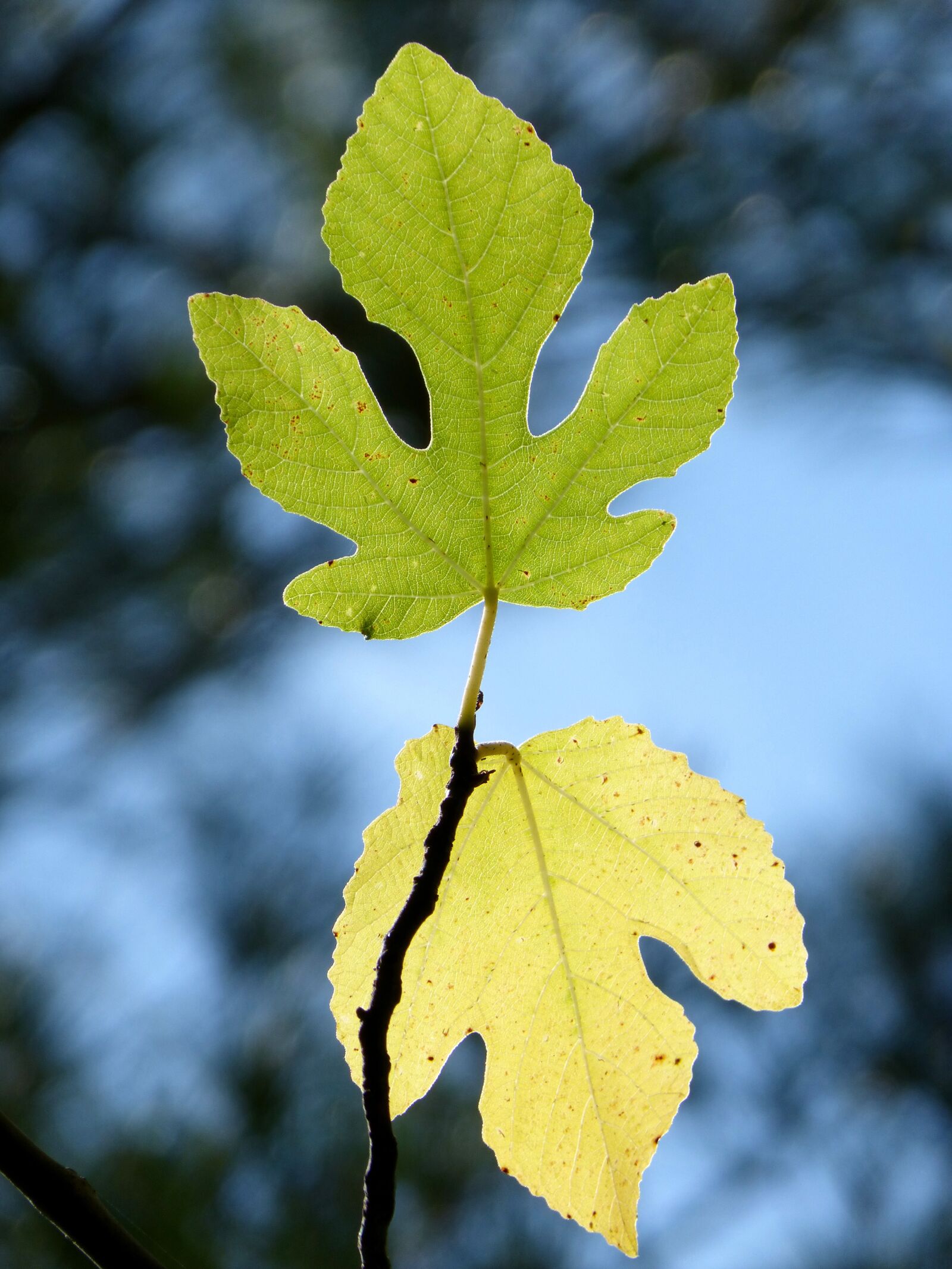 Panasonic DMC-FZ62 sample photo. Leaves, light, autumn photography