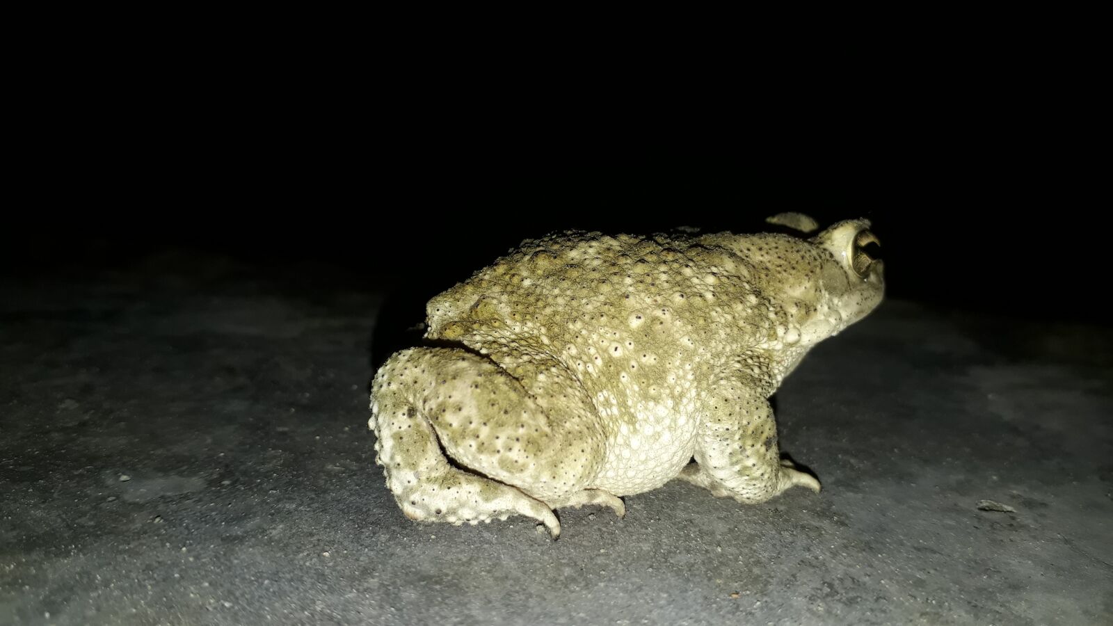 Samsung Galaxy J5 Prime sample photo. Frog, indian frog, frog photography