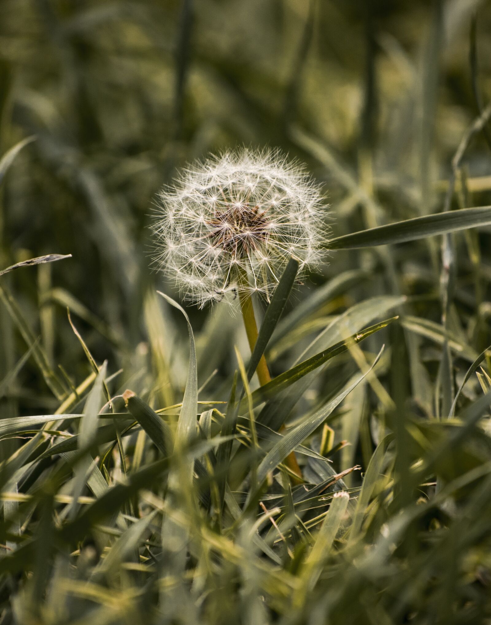 Nikon D3300 sample photo. Dandelion, plant, green photography