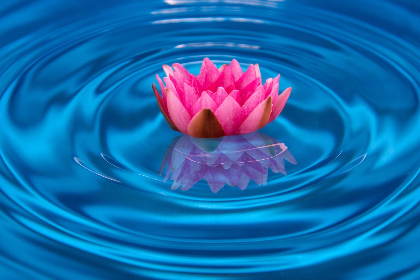 Canon EOS 600D (Rebel EOS T3i / EOS Kiss X5) sample photo. Water, water lily, mirroring photography