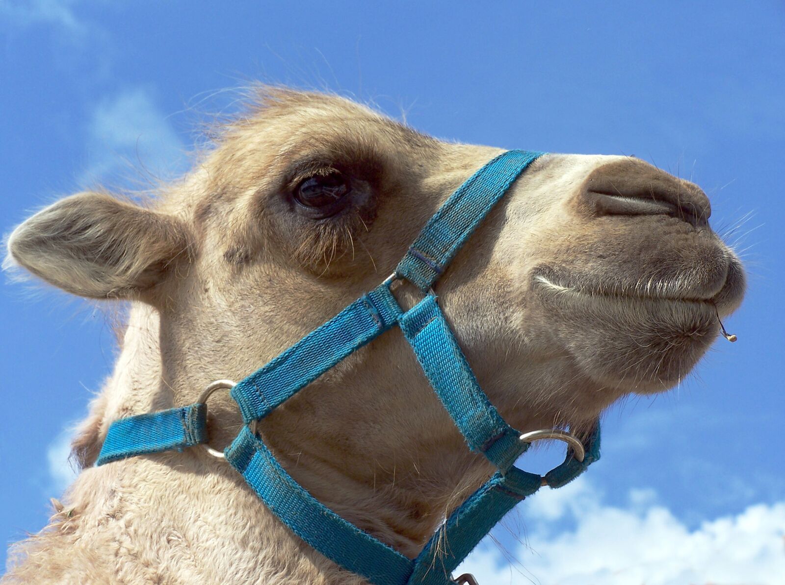 Kodak Z740 ZOOM DIGITAL CAMERA sample photo. Camel, head, young photography