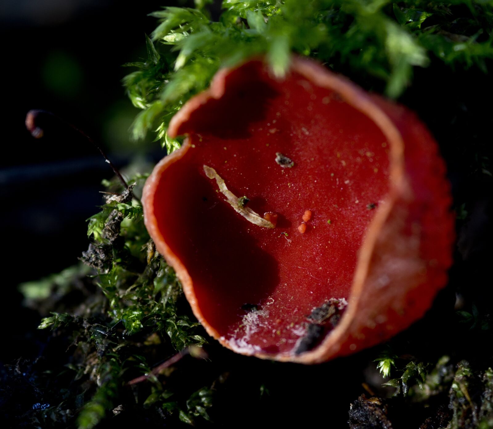Pentax K-3 sample photo. Red kelkzwam, forest, clay photography