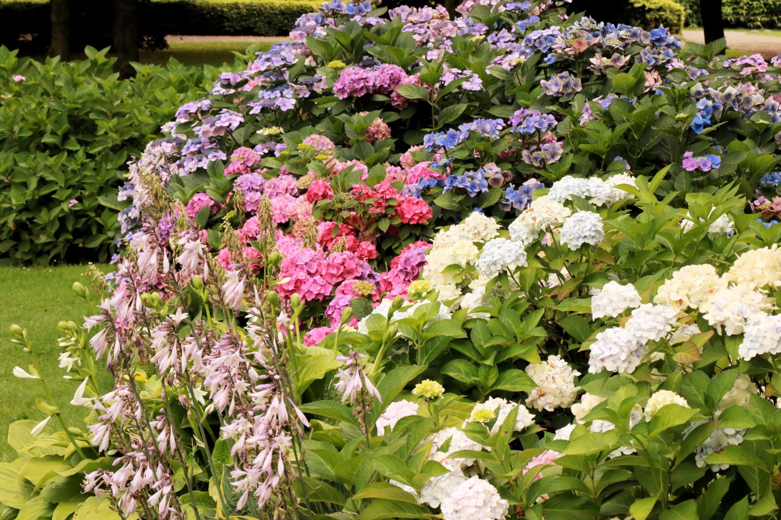 Canon EOS 750D (EOS Rebel T6i / EOS Kiss X8i) sample photo. Pink, purple, flowers photography