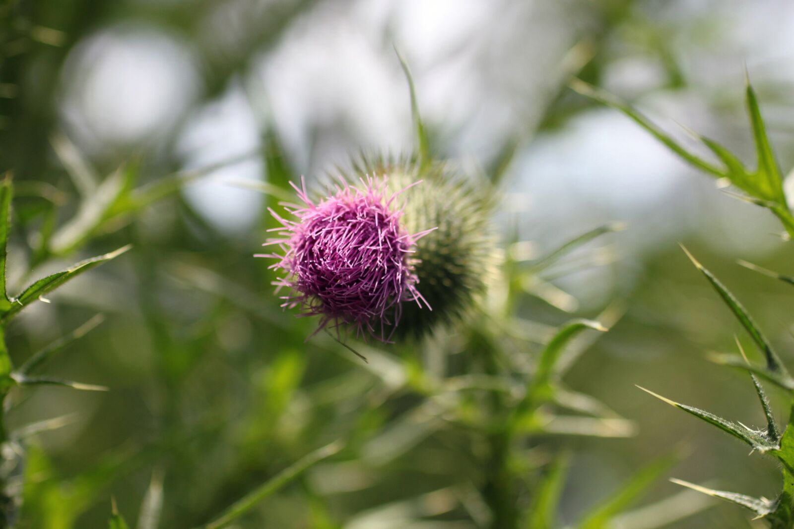 Canon EOS 500D (EOS Rebel T1i / EOS Kiss X3) sample photo. Thistle, beauty, pink photography