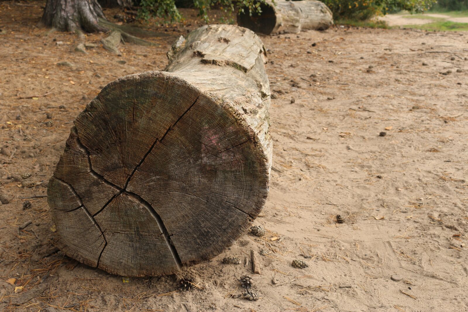 Canon EOS 100D (EOS Rebel SL1 / EOS Kiss X7) sample photo. Cologne, wahner-heide, tree photography