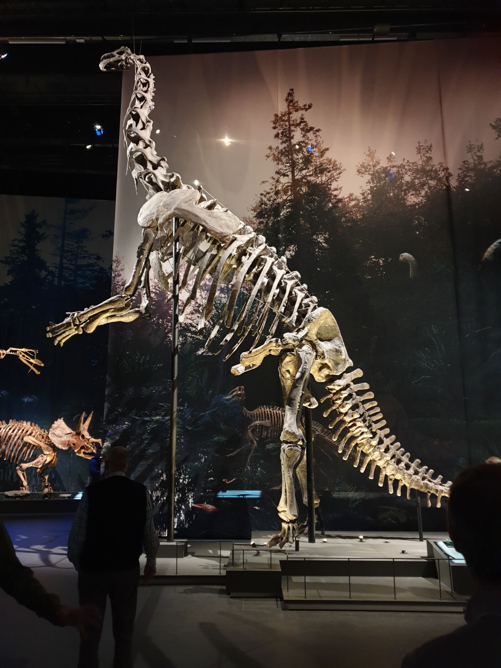 Samsung SM-G965F sample photo. Dinosaur, skeleton, museum photography