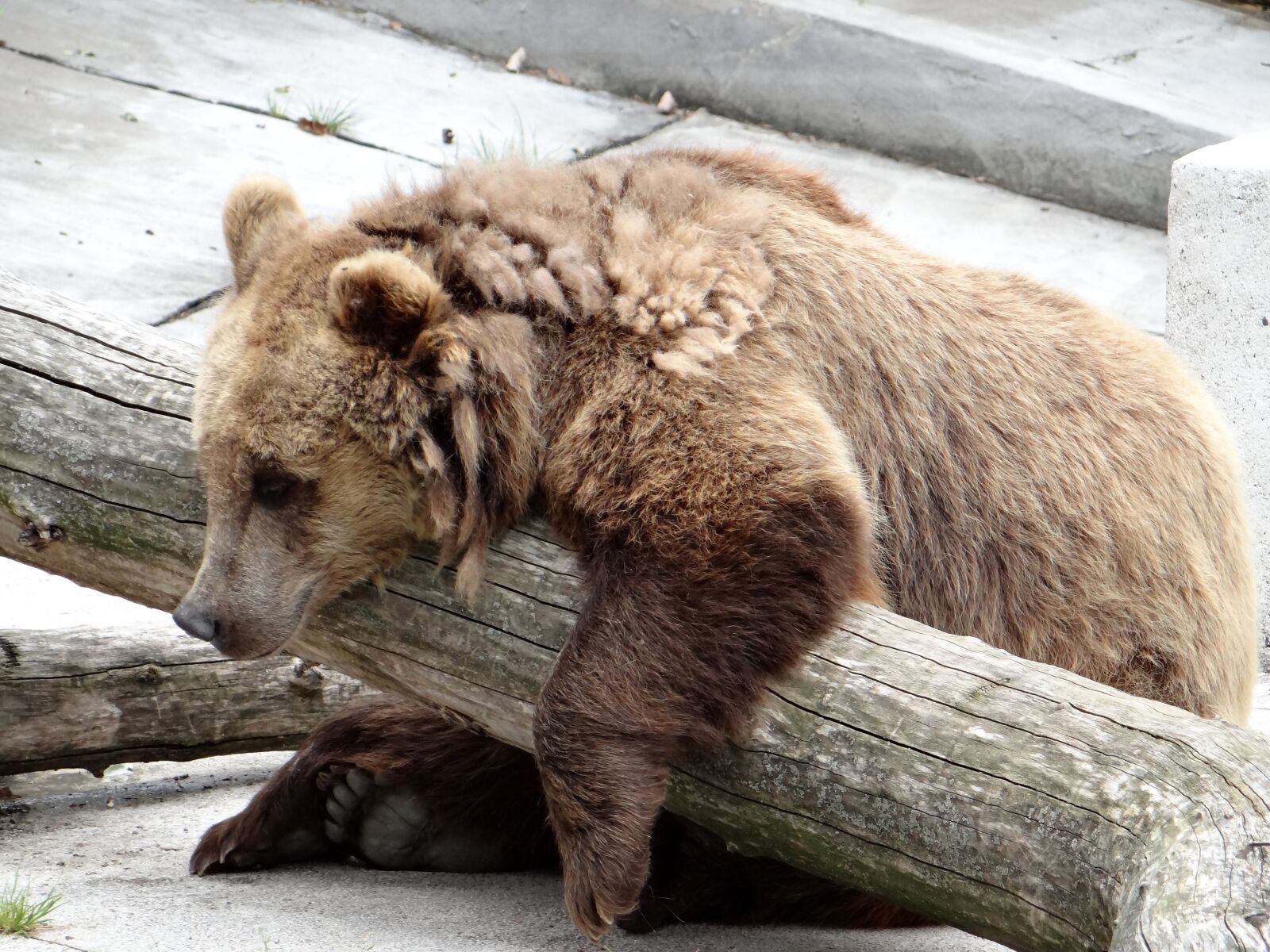 Sony DSC-HX200V sample photo. European brown bear, the photography