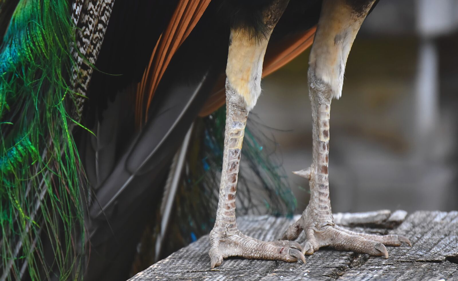 Nikon D7200 sample photo. Peacock, feet, animal world photography